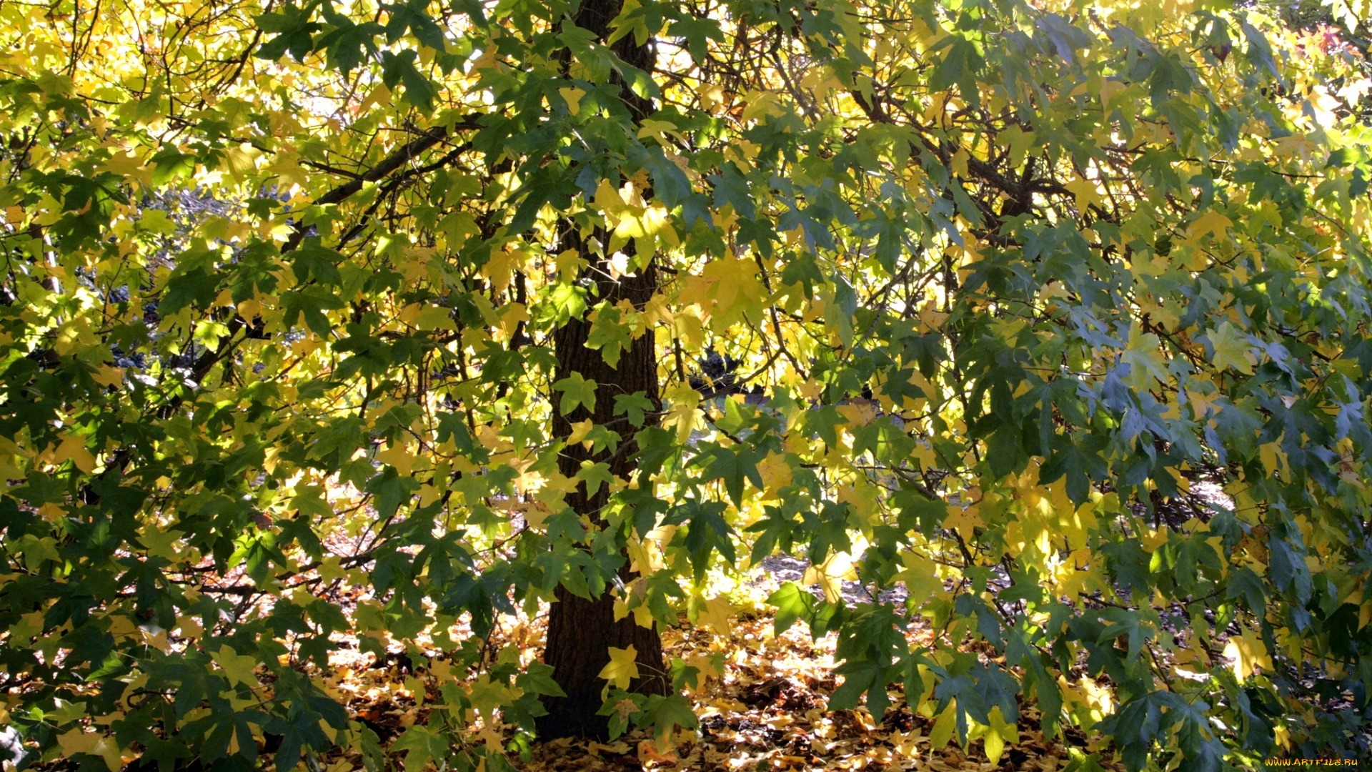 природа, деревья, осень, дерево, листья