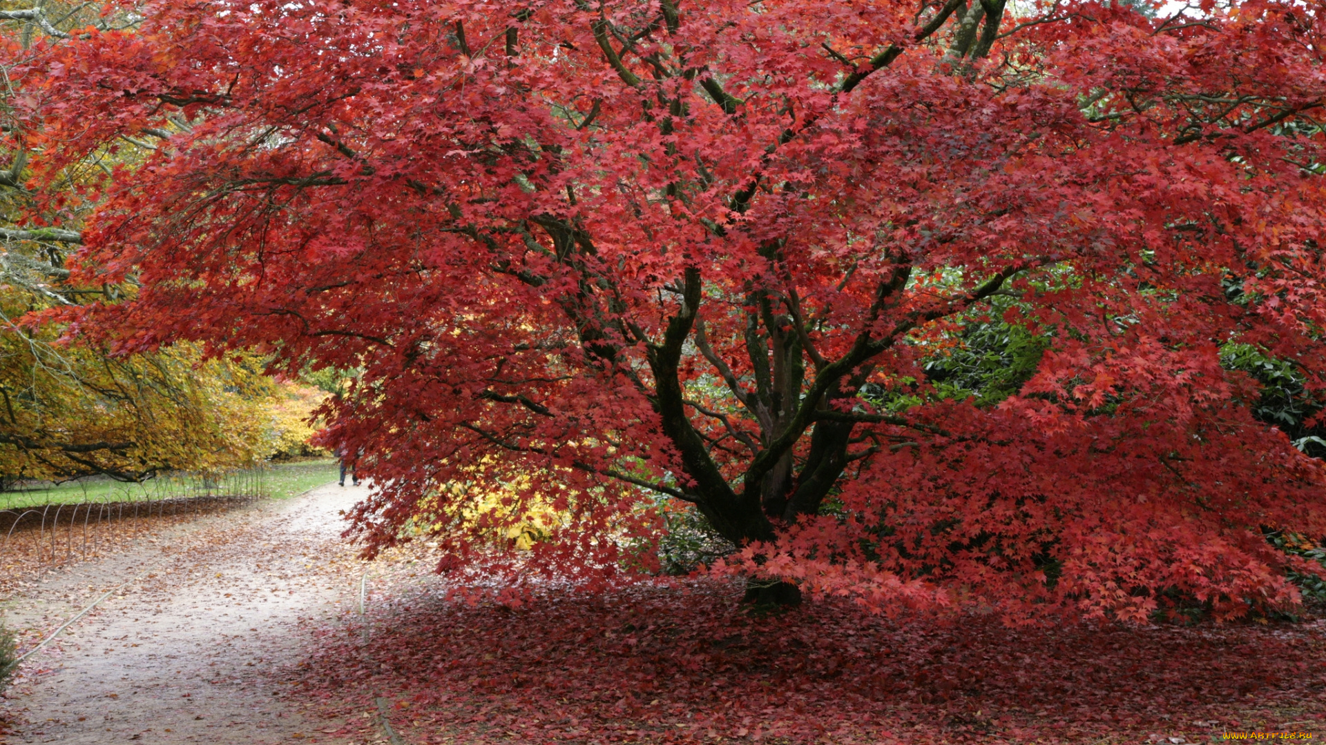 природа, деревья, осень, окрас, дерево, листья