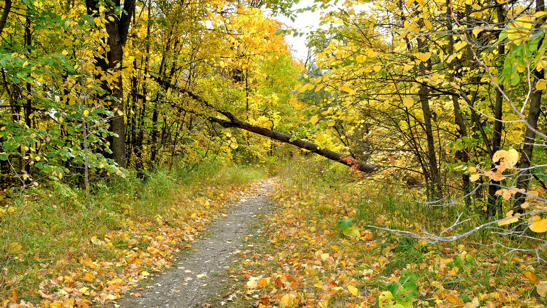 природа, дороги, листва, деревья, дорога, осень