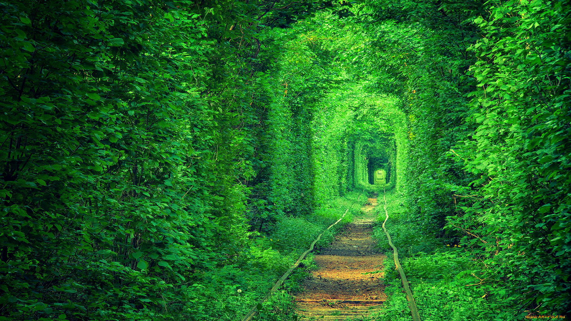 природа, дороги, тоннель