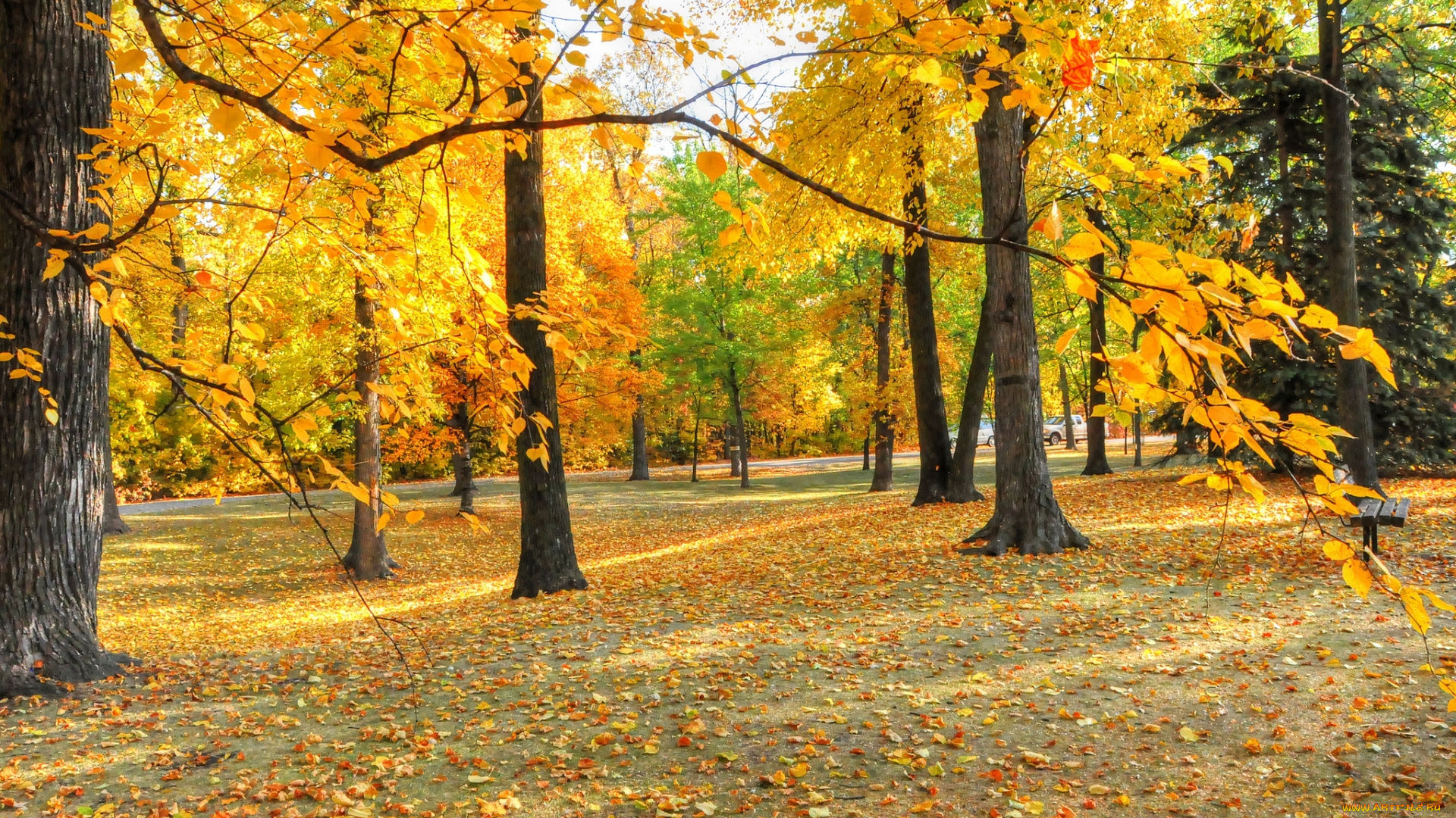 природа, лес, осень, листва, деревья