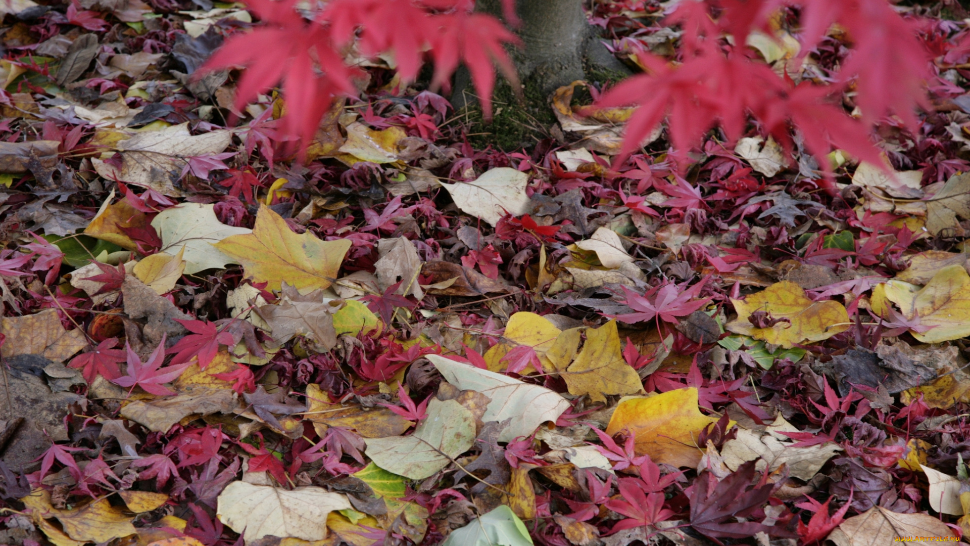 природа, листья, окрас, осень