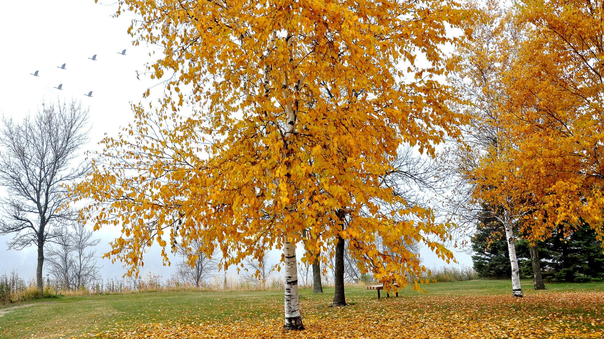 природа, парк, деревья, листья, осень