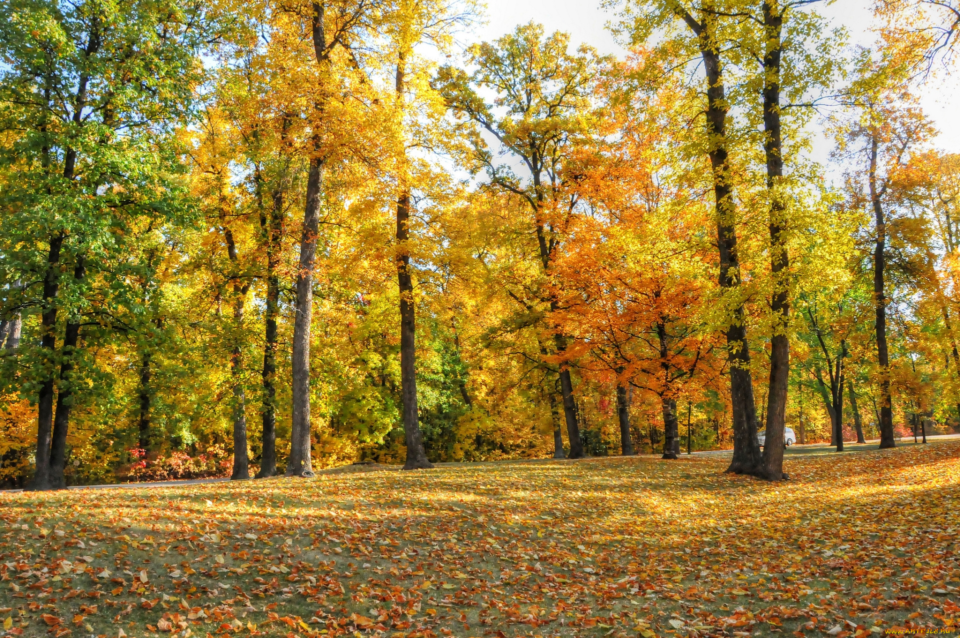 природа, лес, парк, осень, деревья, листья