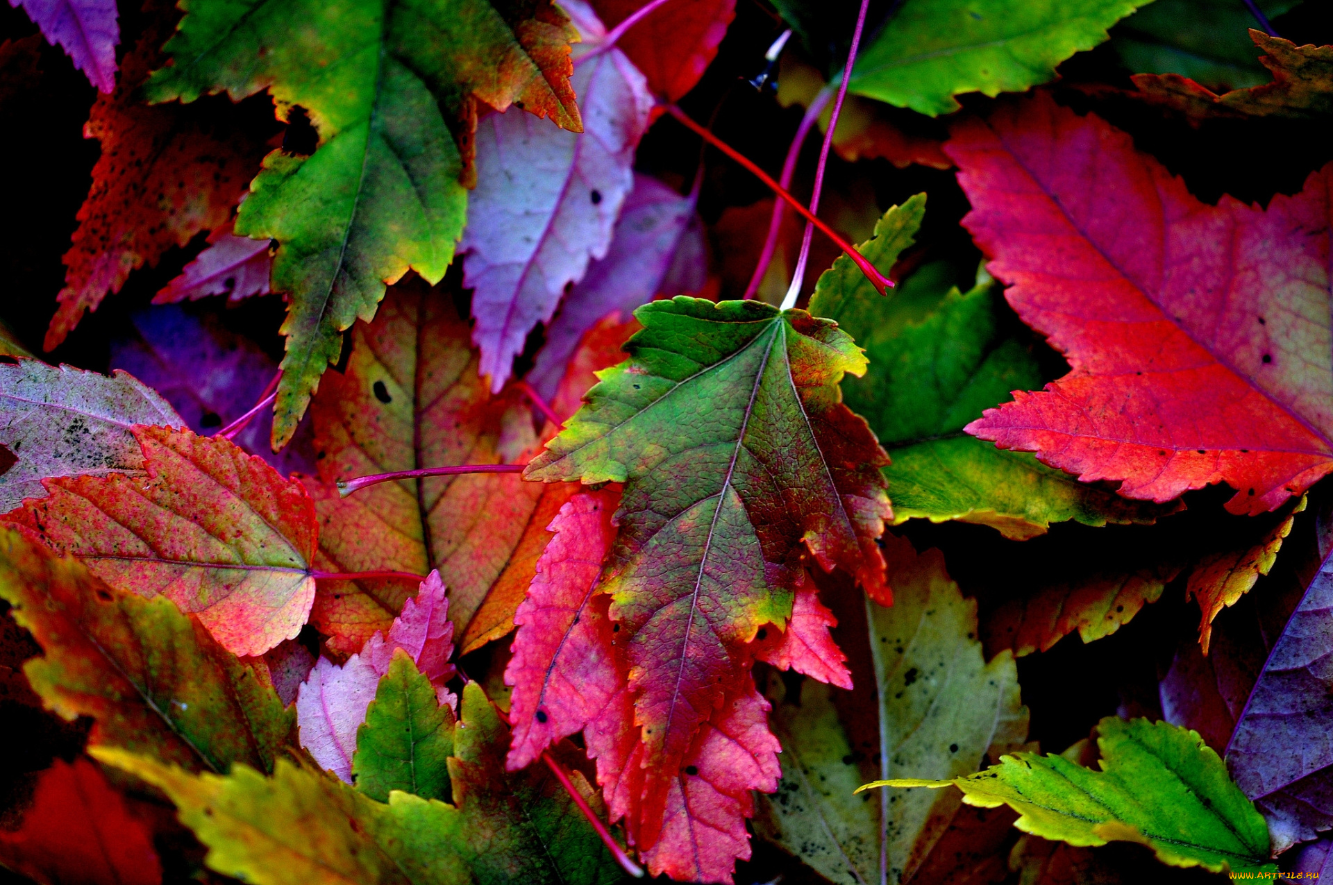 природа, листья, осень, окрас