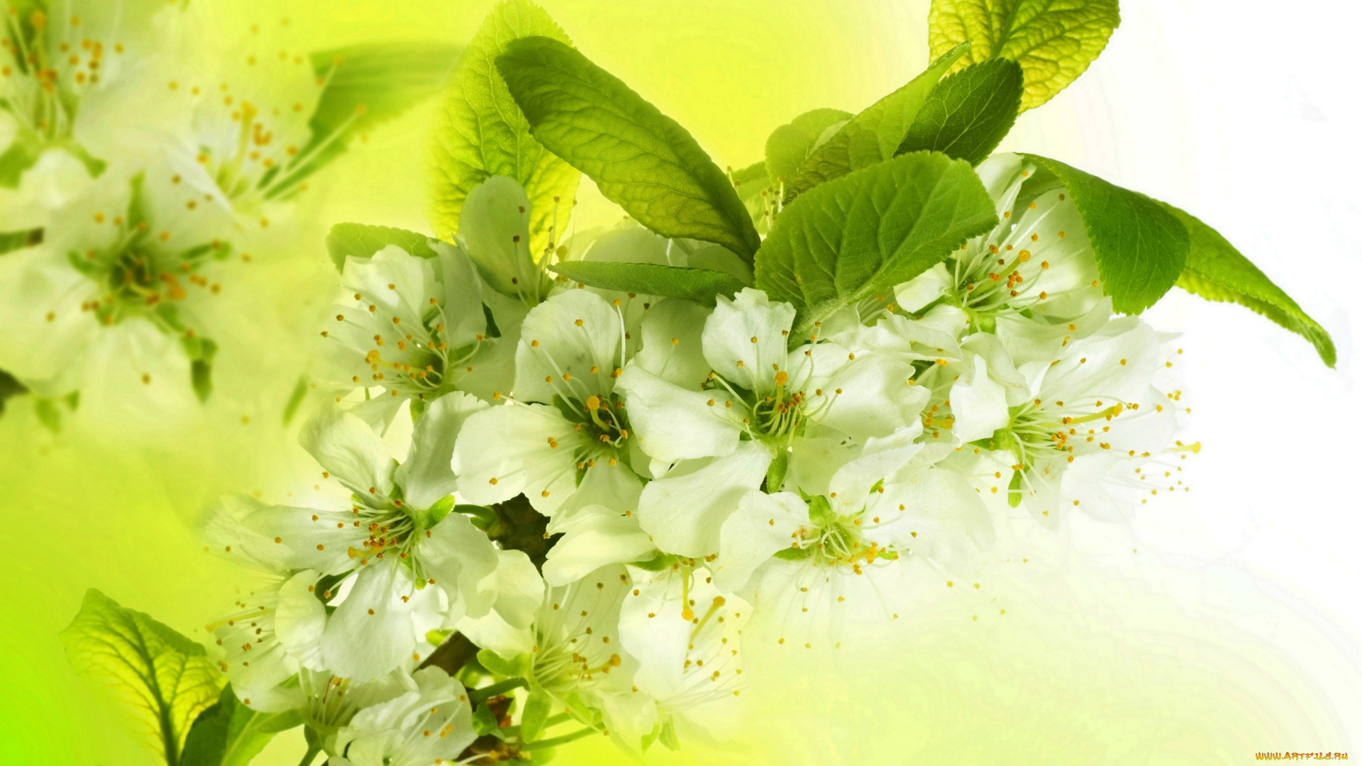 цветы, цветущие, деревья, , , кустарники, flowers, spring, petals, white, blossoms, apple, tree, цветение, весна, beauty, лепестки, белые, яркие, яблоня, красота, ветки, листья