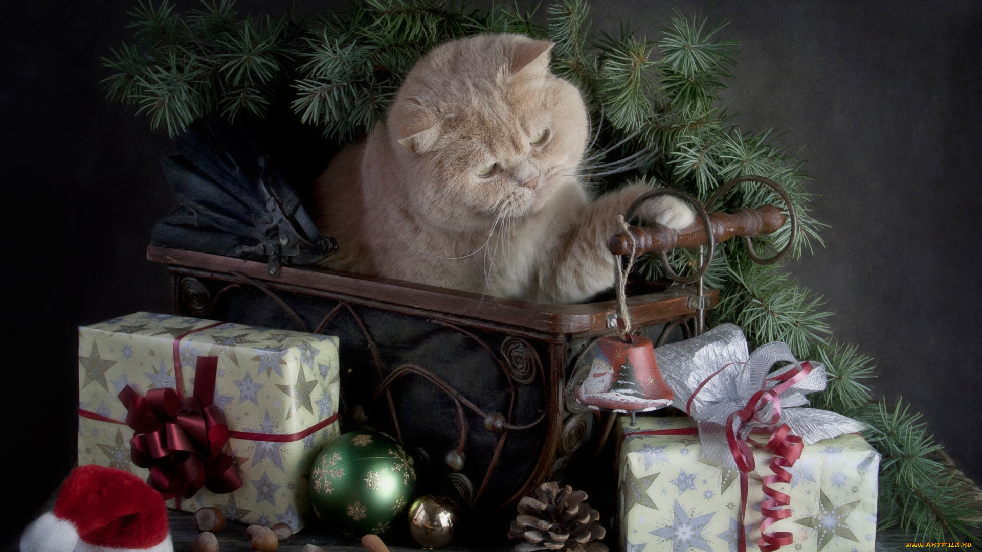 животные, коты, кошка, подарки, с, праздником, merry, christmas