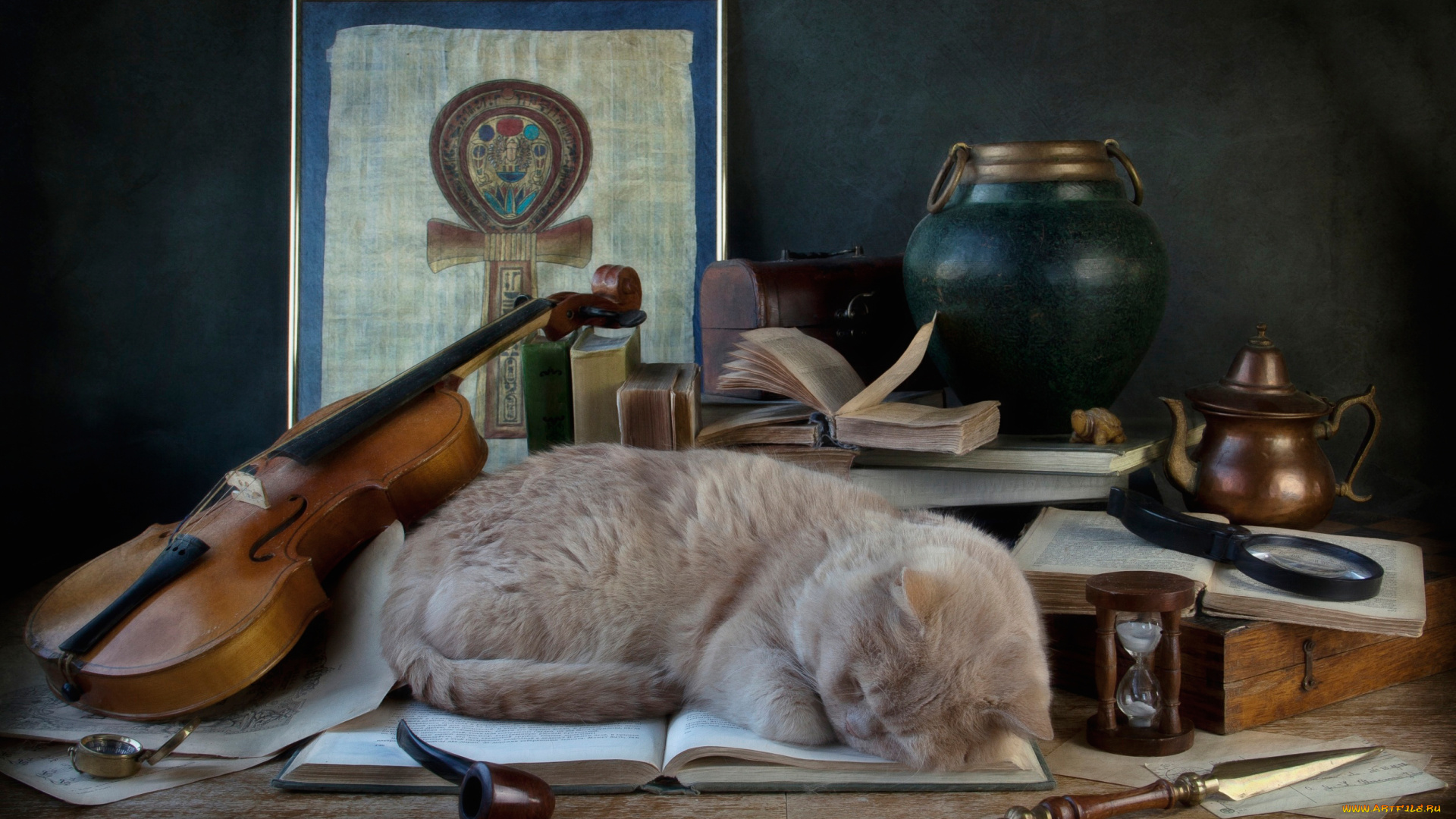 животные, коты, скрипка, сон, кошка, трубка, книга