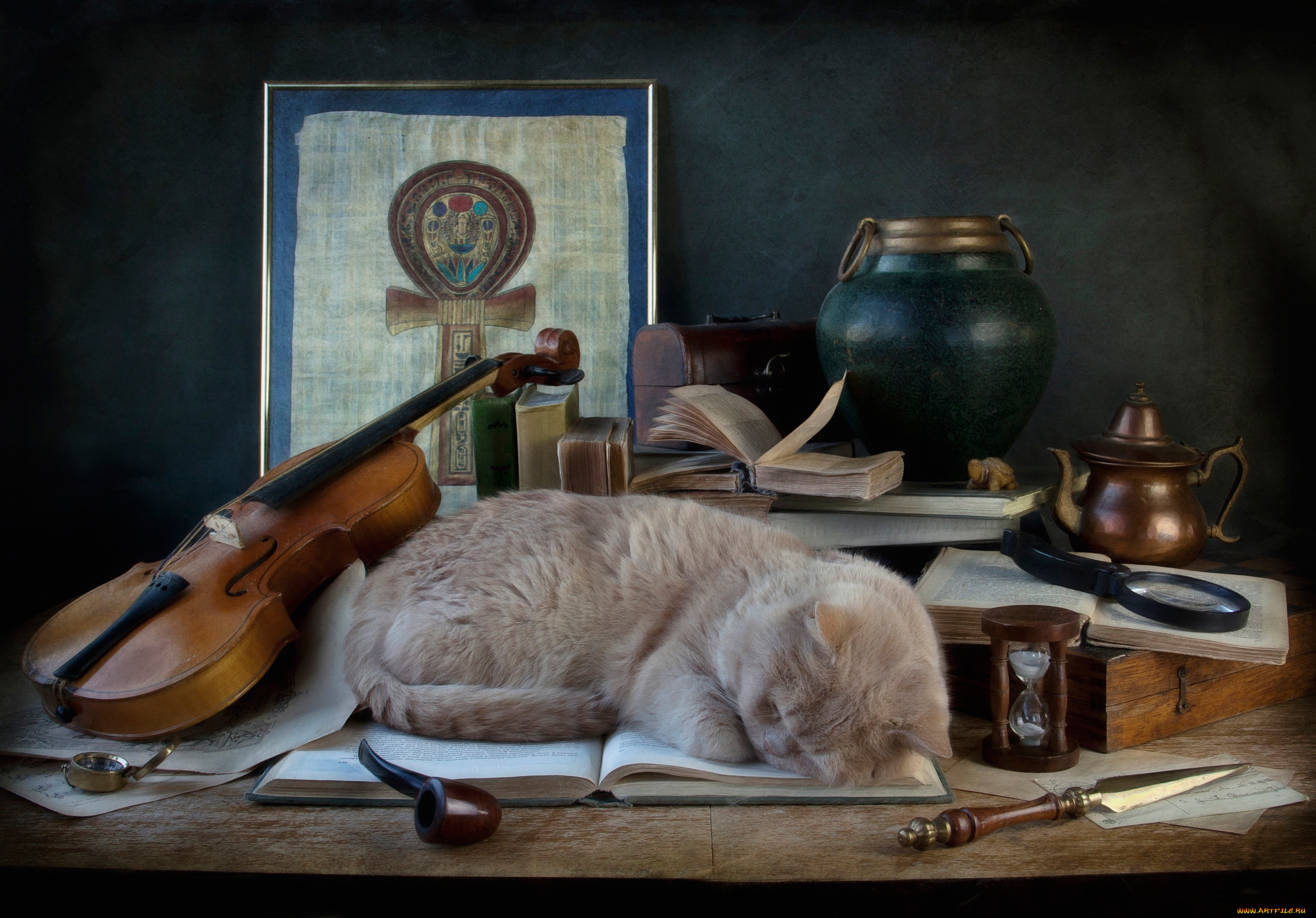 животные, коты, скрипка, сон, кошка, трубка, книга