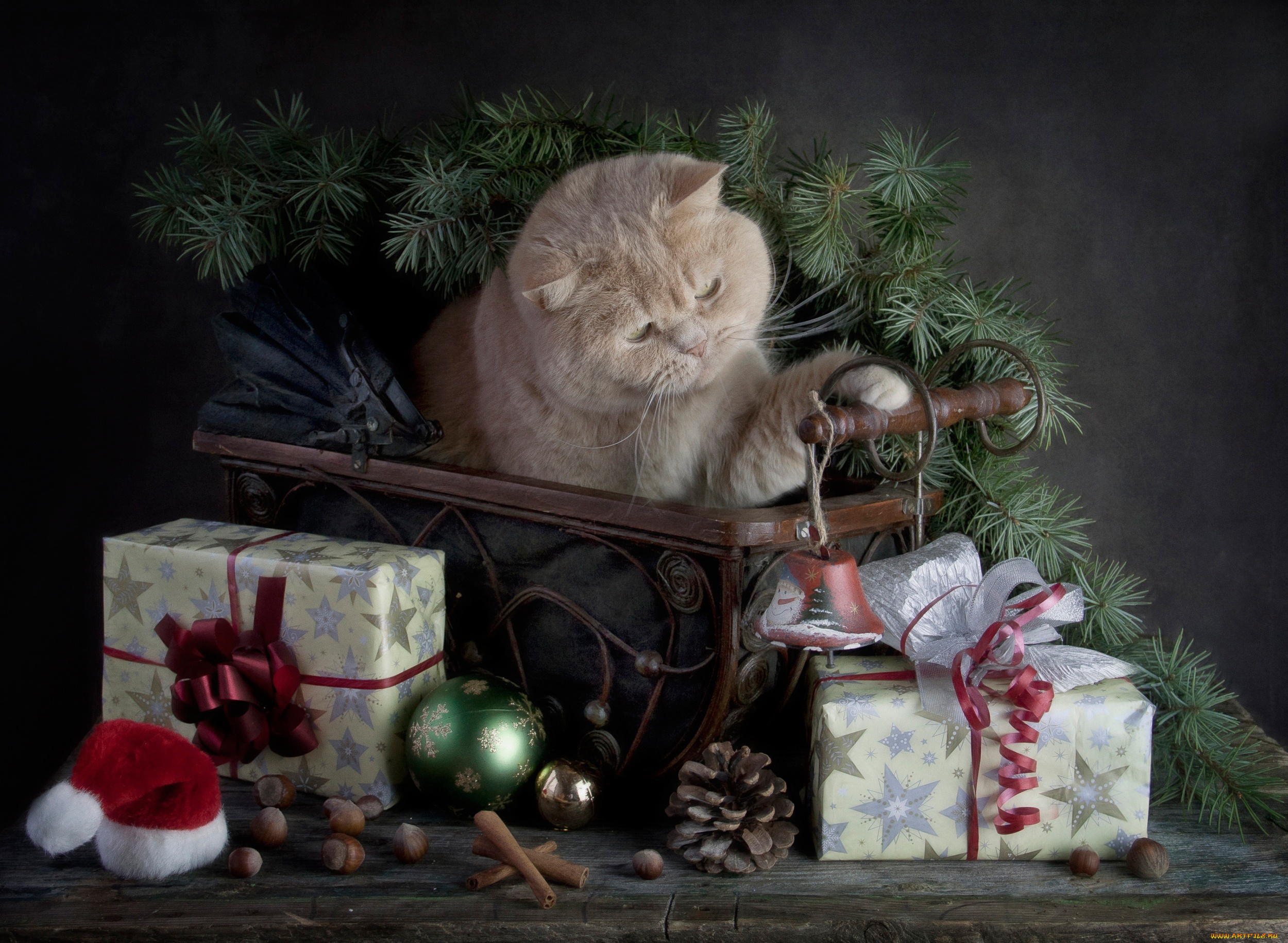 животные, коты, кошка, подарки, с, праздником, merry, christmas