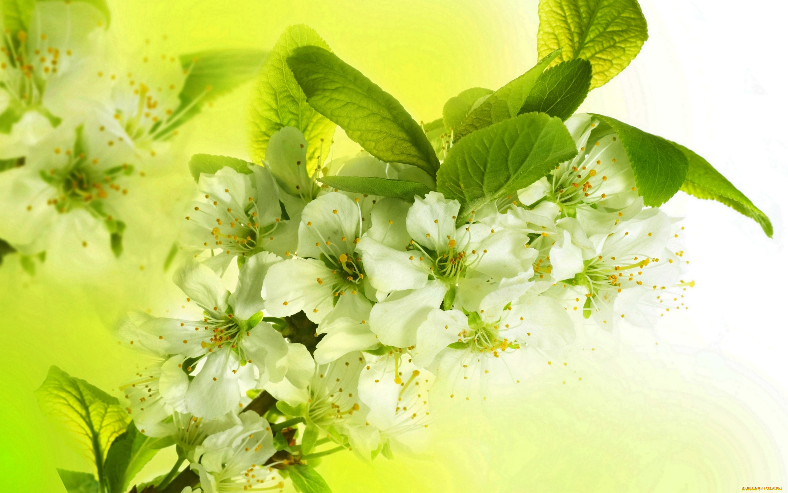 цветы, цветущие, деревья, , , кустарники, flowers, spring, petals, white, blossoms, apple, tree, цветение, весна, beauty, лепестки, белые, яркие, яблоня, красота, ветки, листья