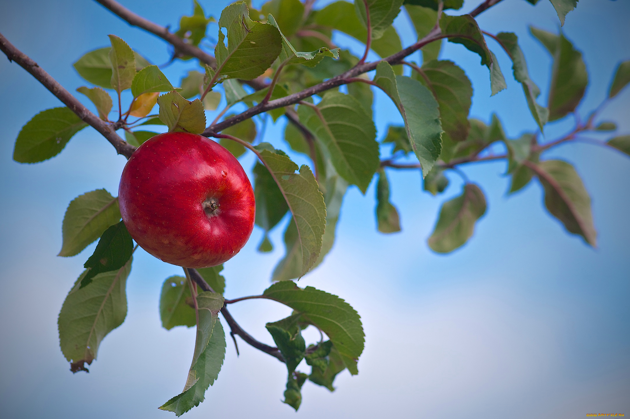 природа, плоды, яблоко, ветка