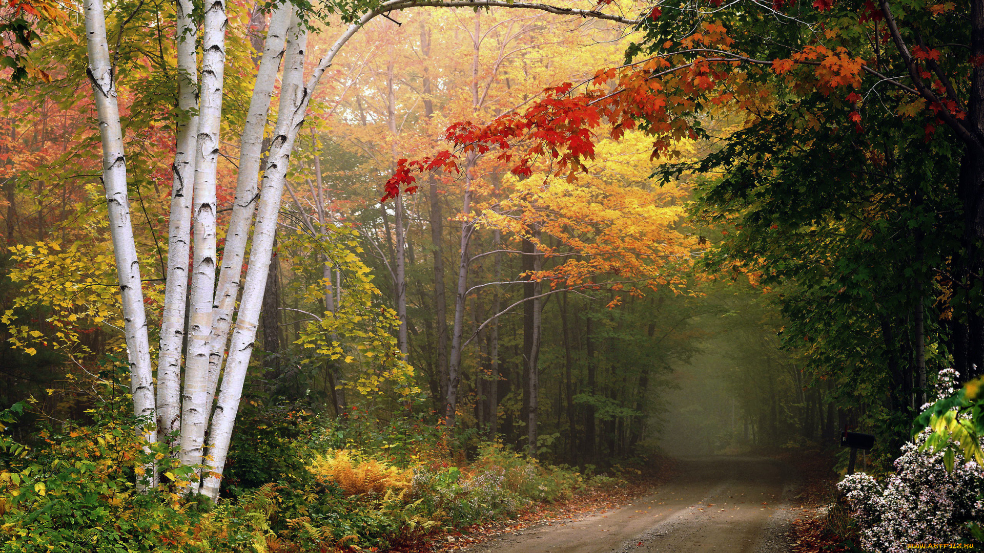 природа, дороги, дорога, деревья, осень, листопад