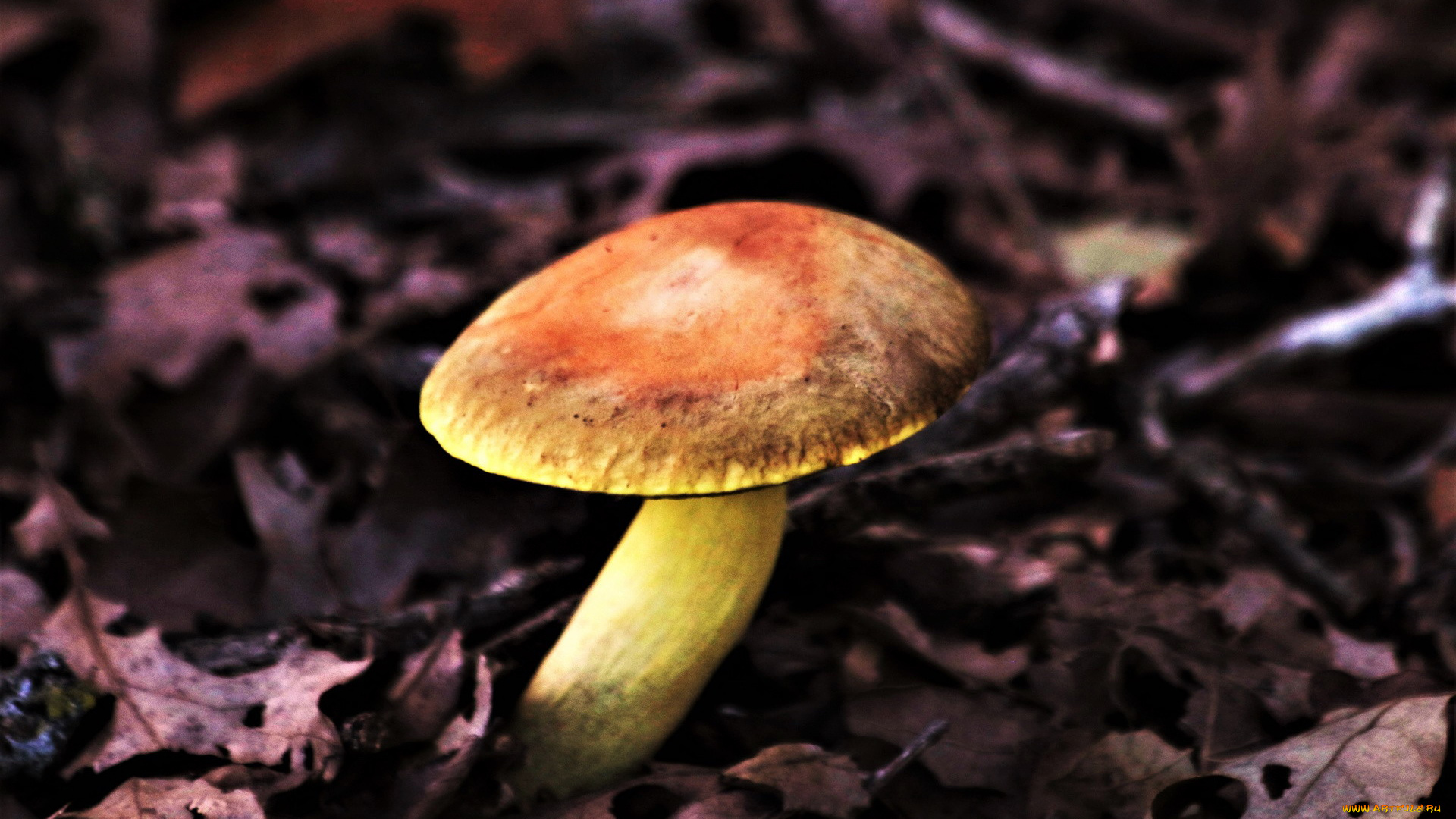 природа, грибы, гриб