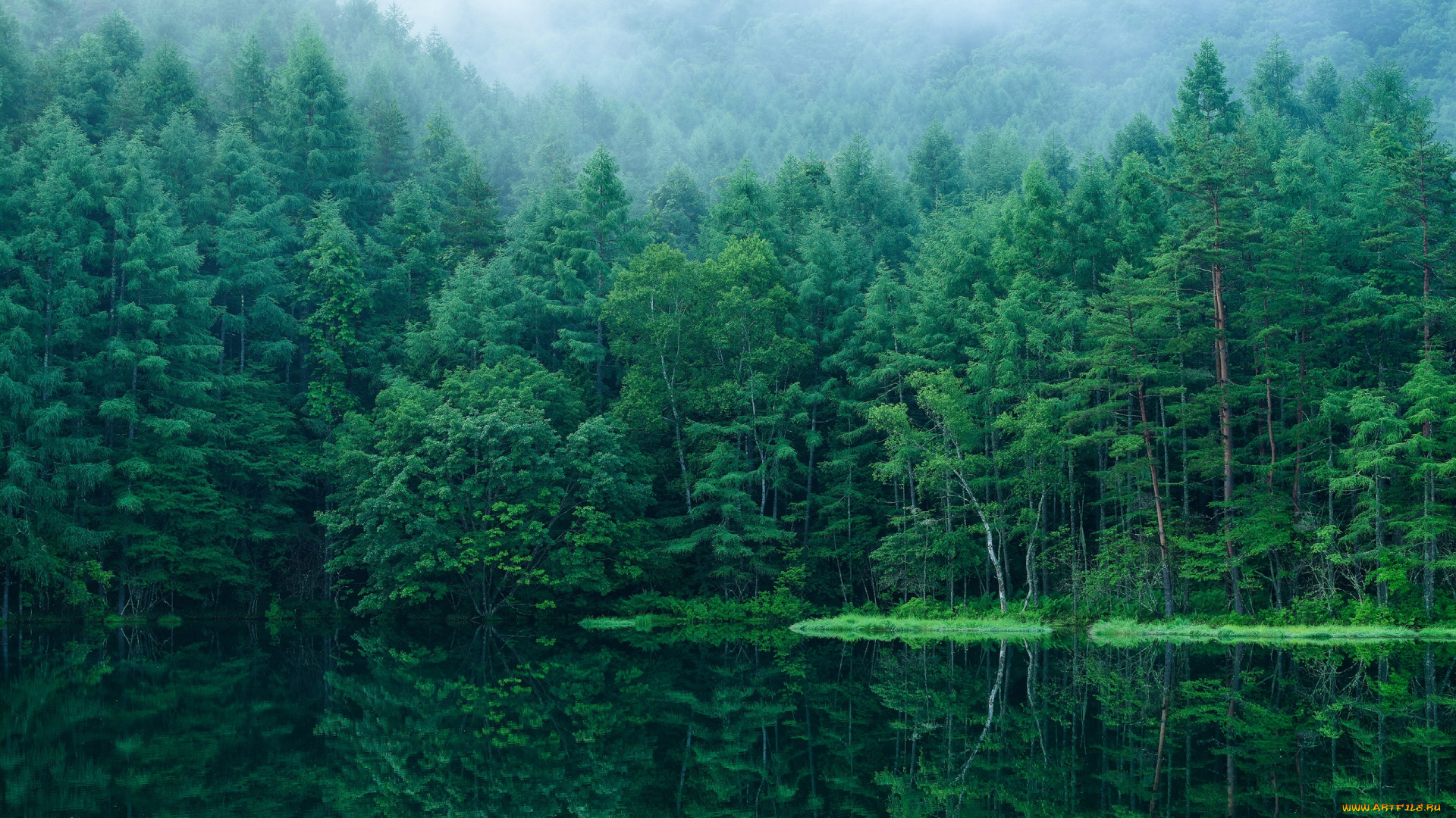 природа, лес, япония
