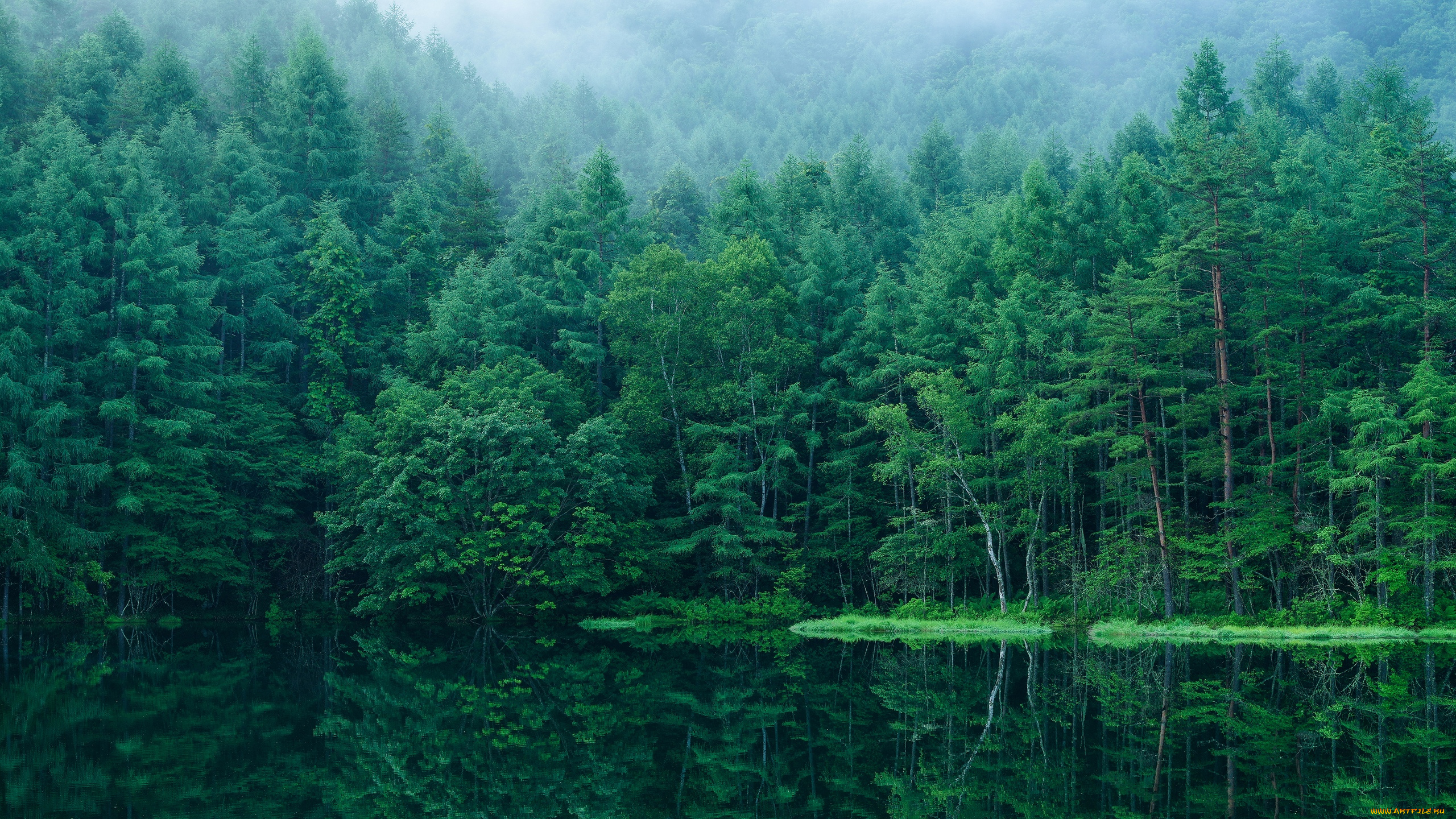 природа, лес, япония