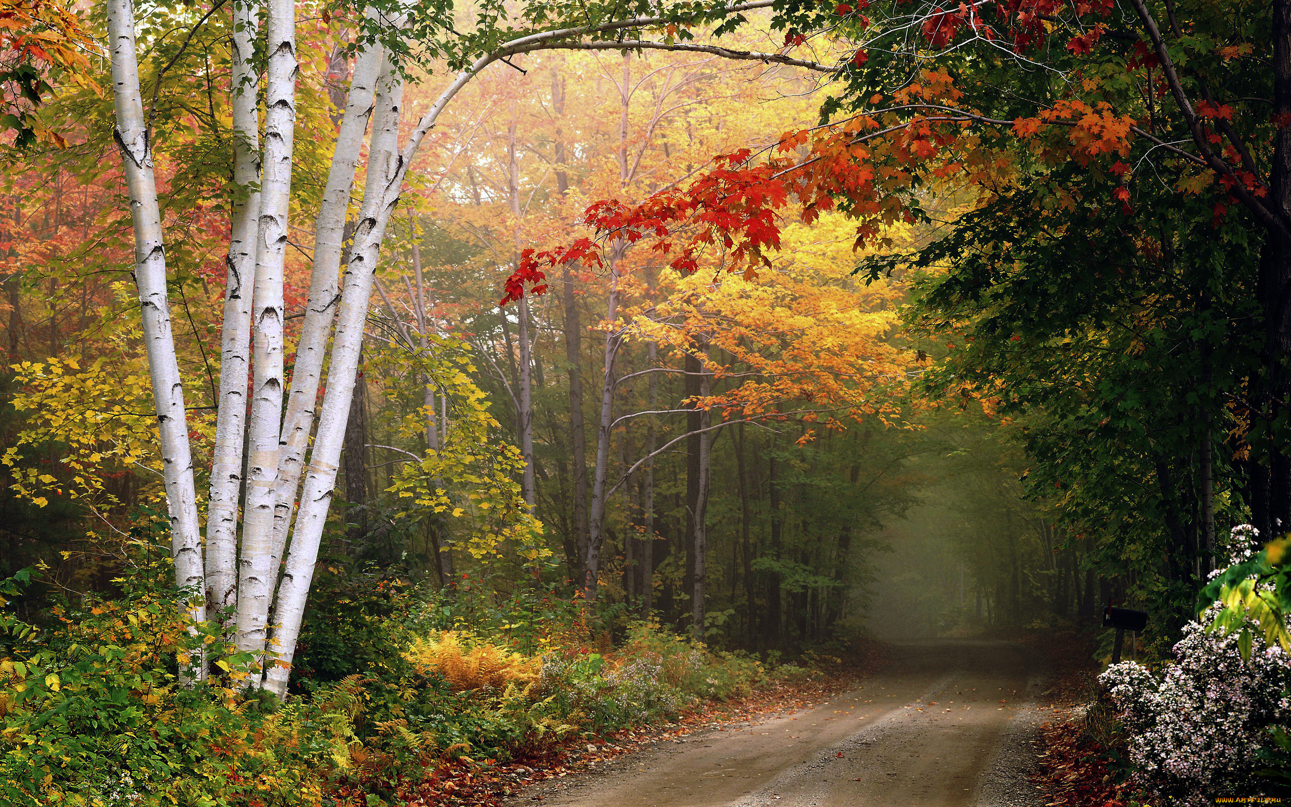природа, дороги, дорога, деревья, осень, листопад