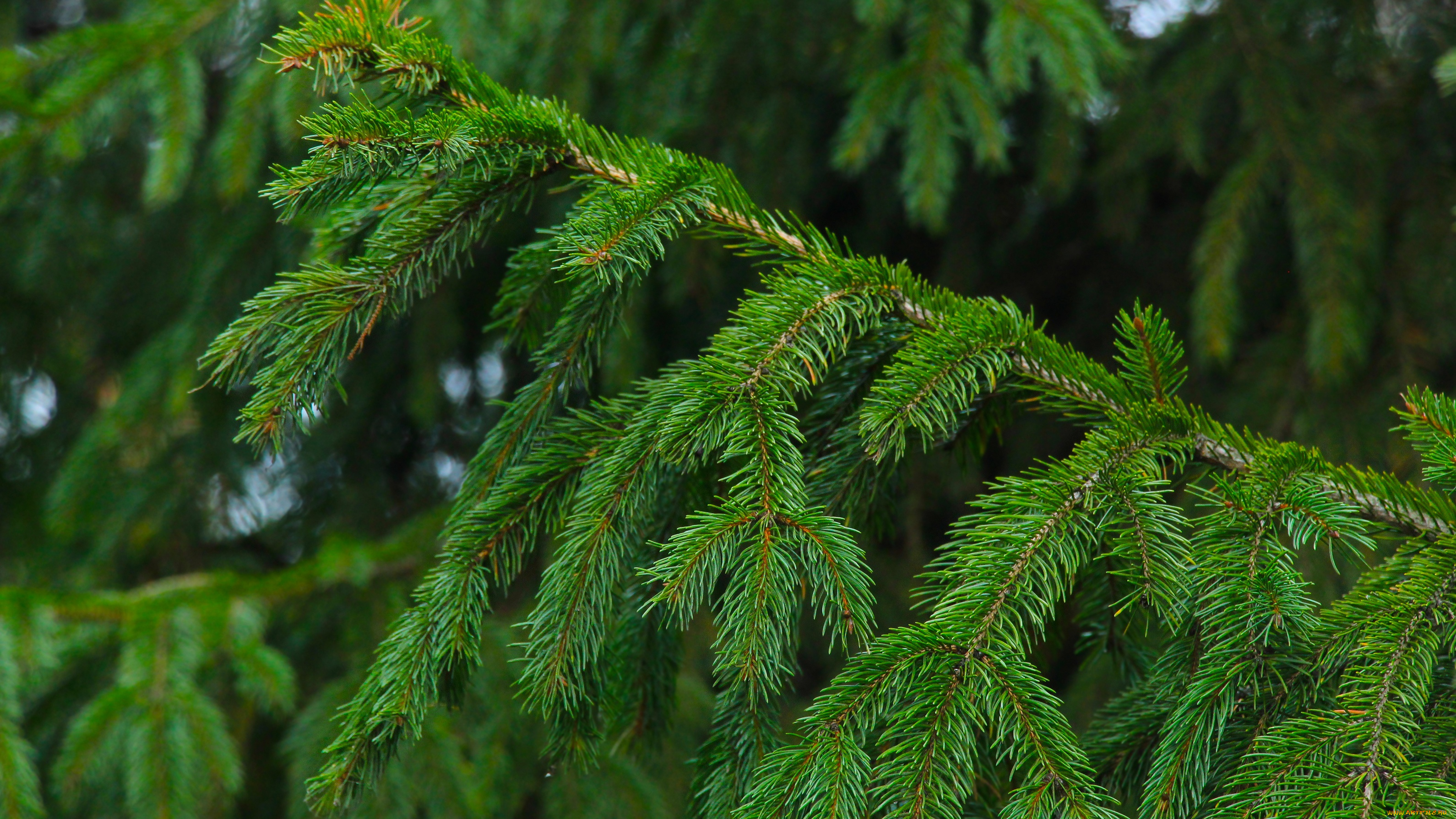 природа, деревья, forest, tree, spruce, twig