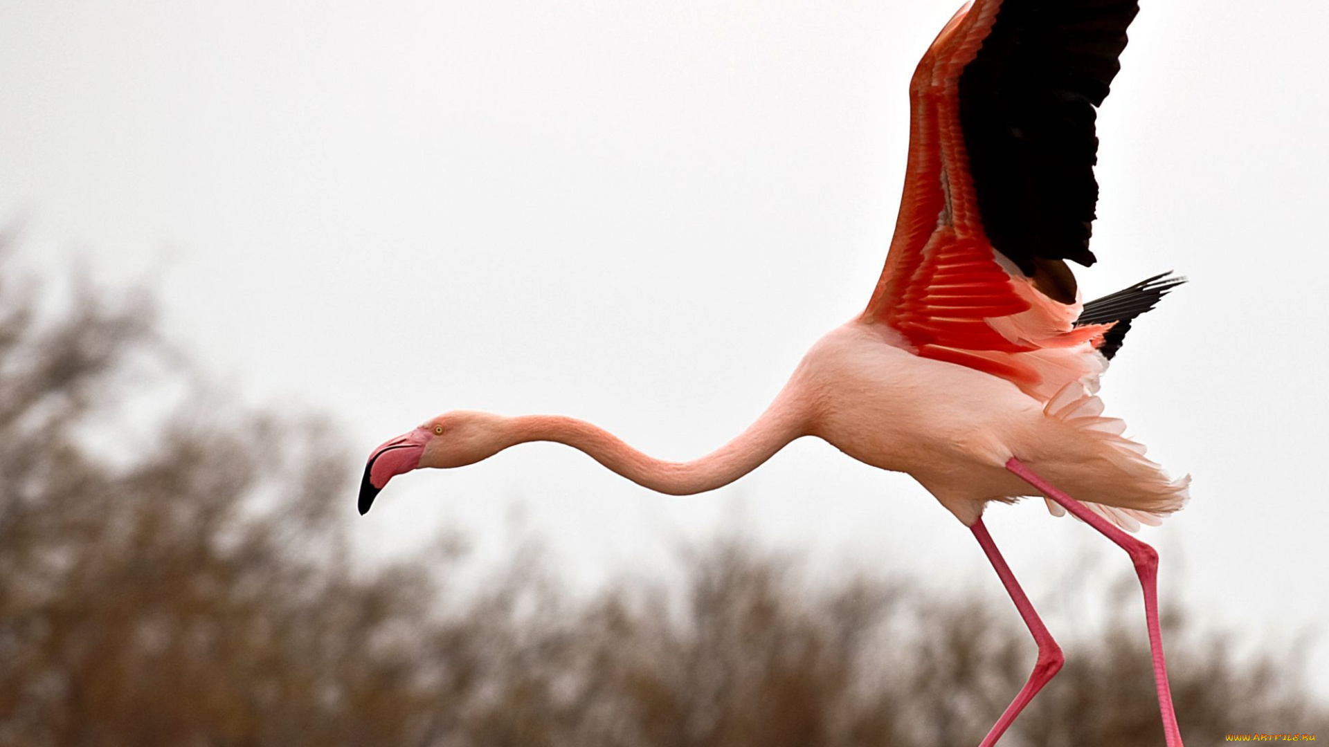 животные, фламинго, полет, крылья, розовый