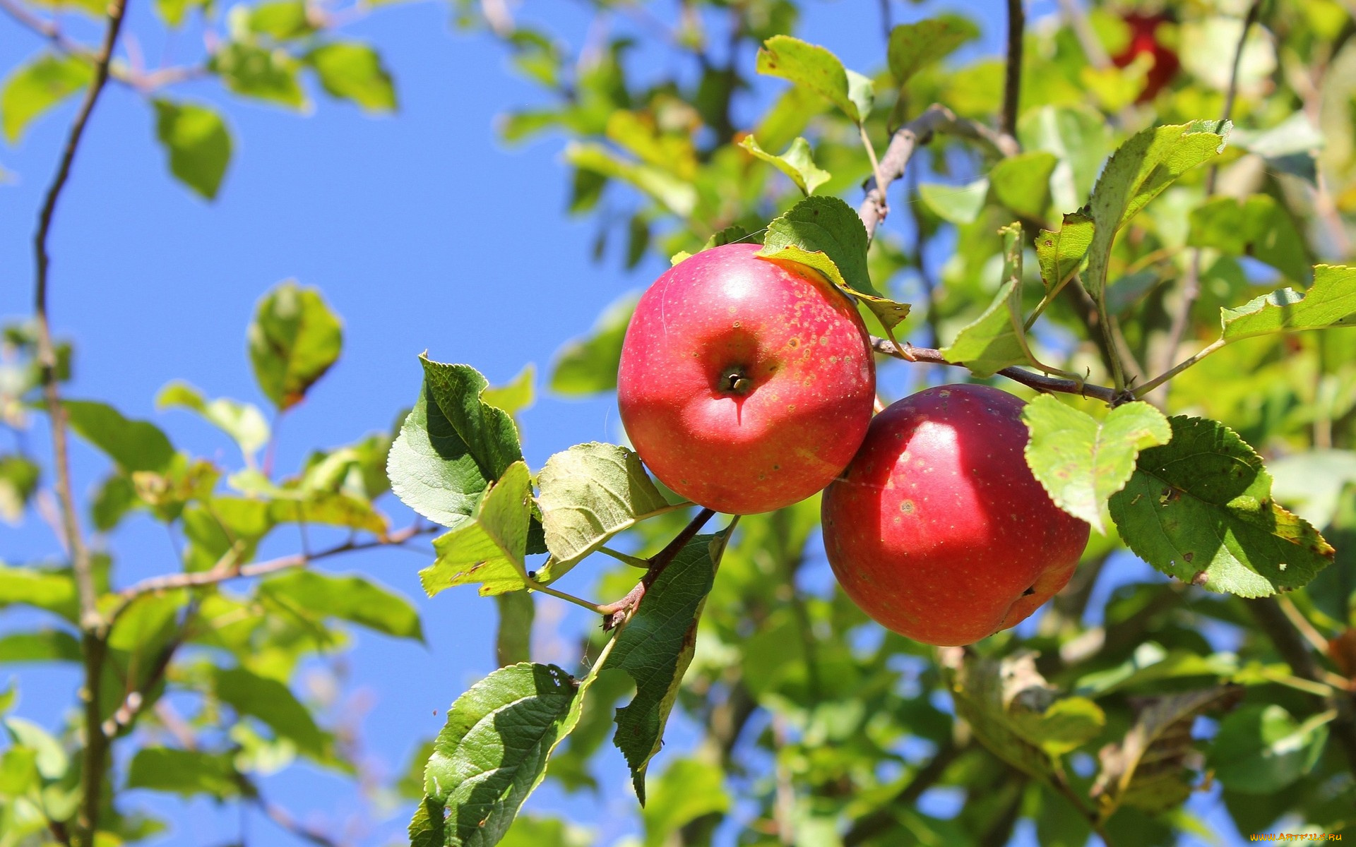 природа, плоды, яблоки, ветки, листья