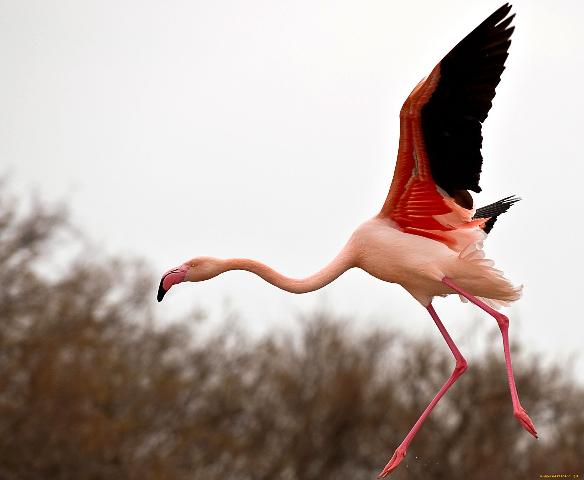 животные, фламинго, полет, крылья, розовый