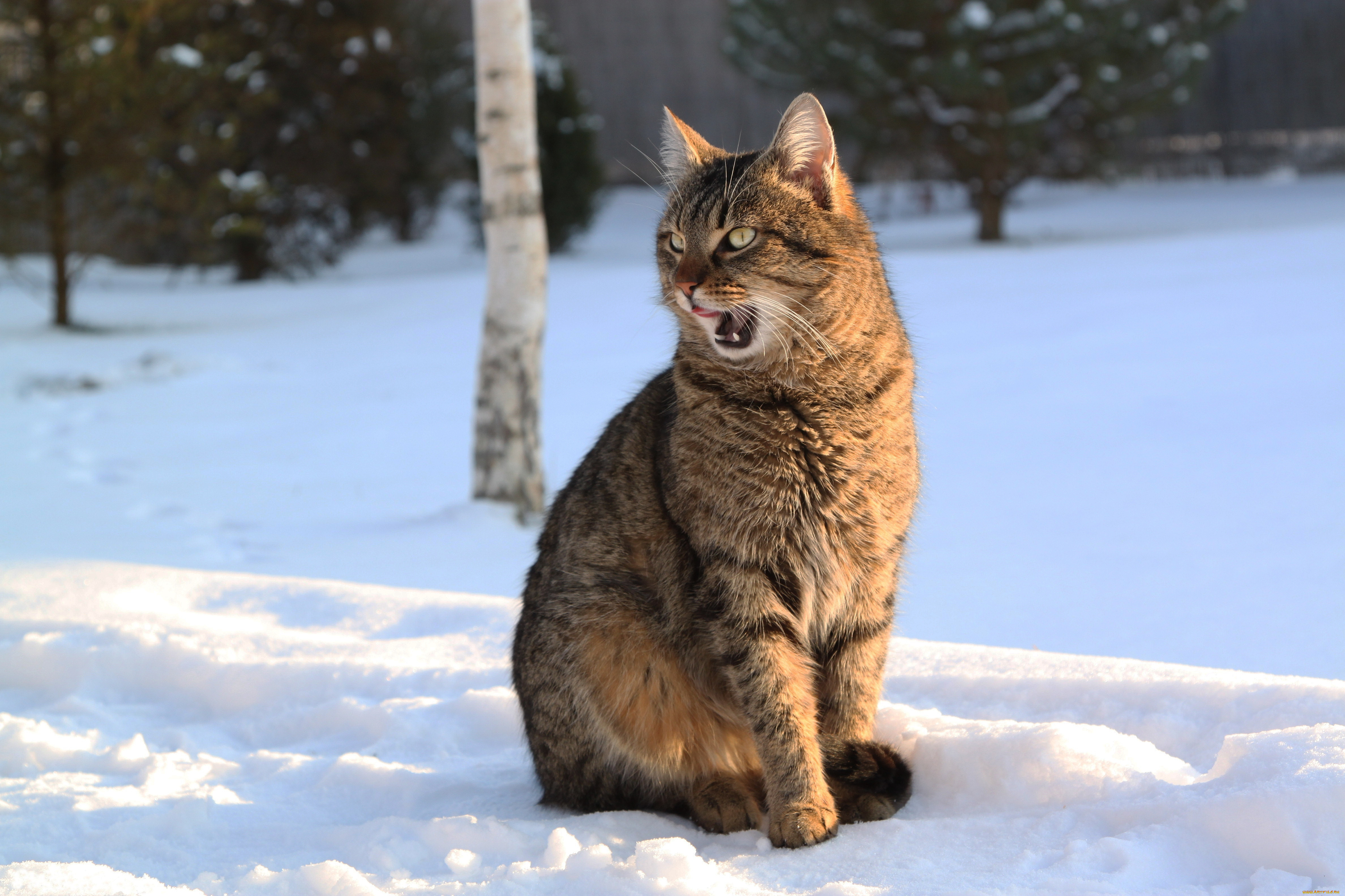 животные, коты, зима, снег, кошка