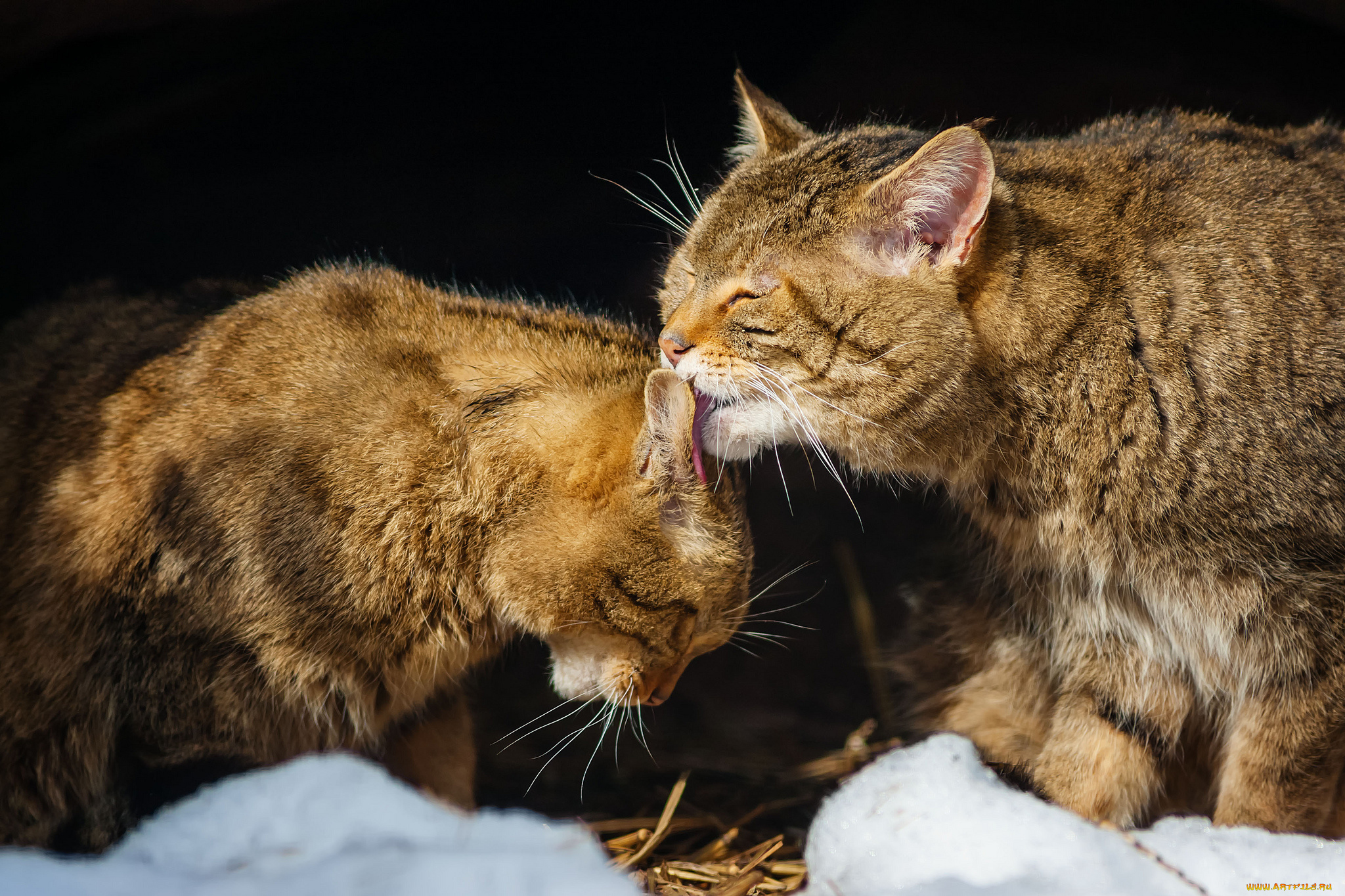 Сонник две кошки. Кошачьи нежности. Ласковая кошка. Кошки нежность. Нежность ласка забота.