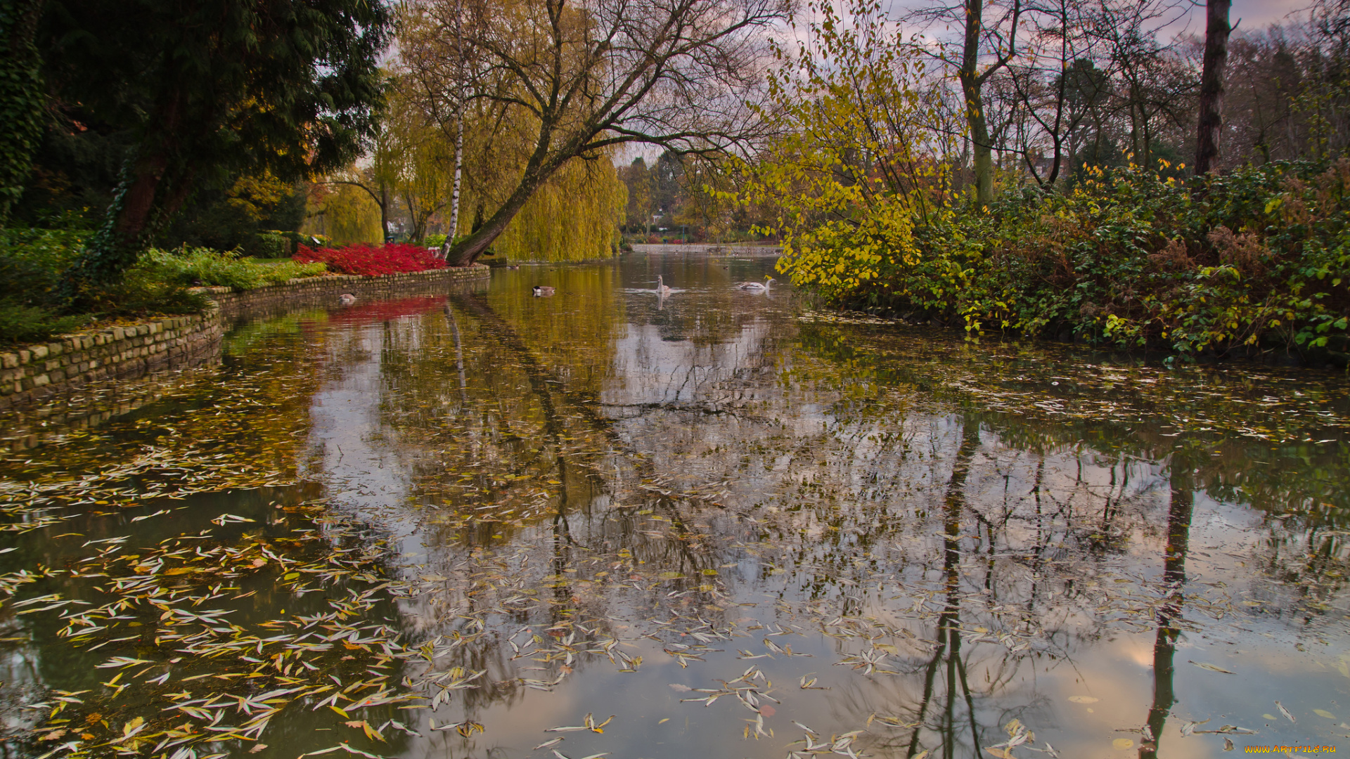 природа, парк, лес, река, водоросли