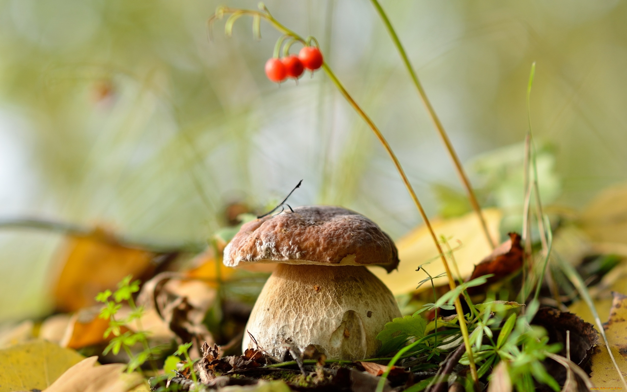 природа, грибы, белый, гриб, лес, листья, осень, сентябрь