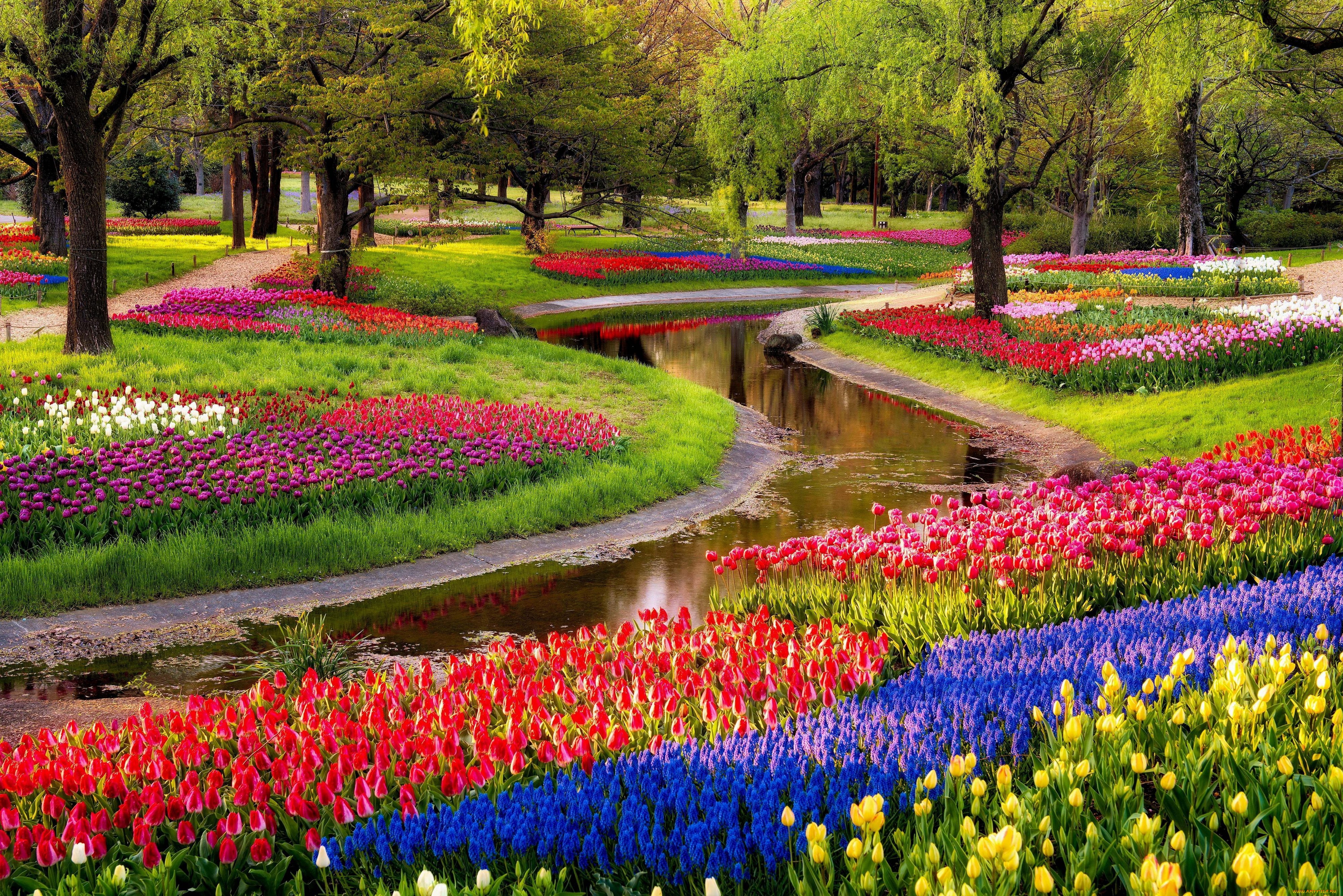 природа, парк, восход, пруд, деревья, цветы, мускари, синие, тюльпаны, разноцветные, flowers, tulips, walk, park, beautiful, spring, trees