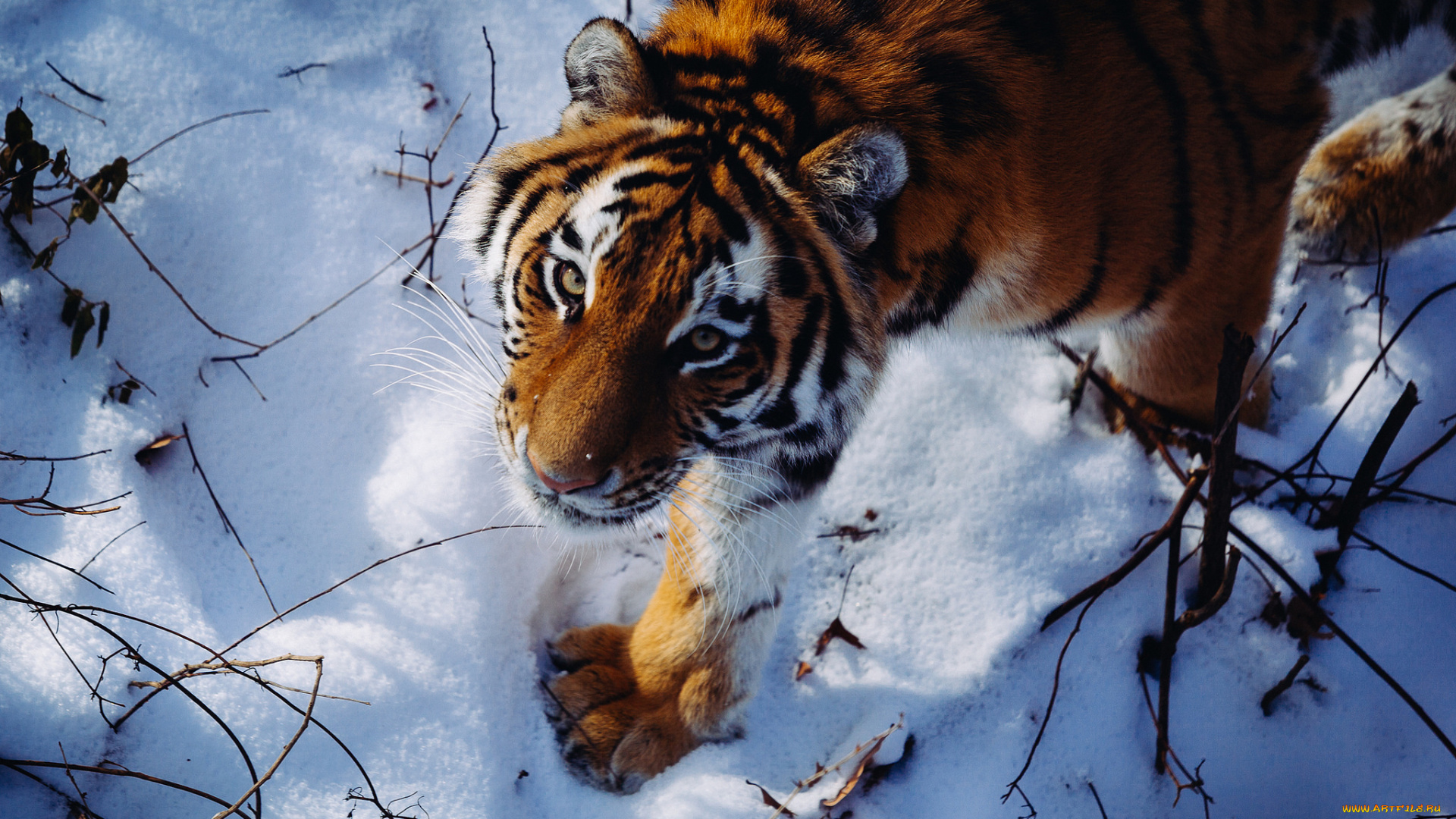 животные, тигры, хищник, дикая, кошка, взгляд, амурский, тигр, снег