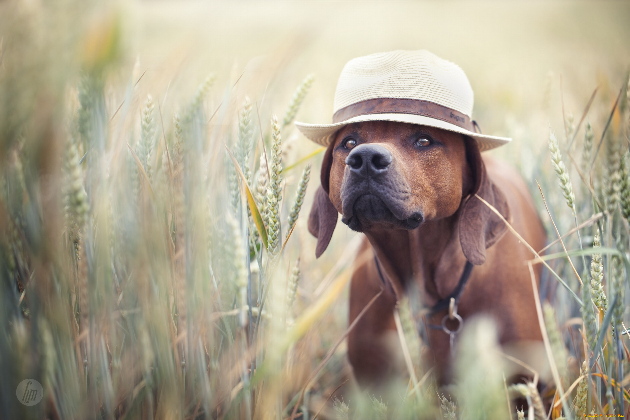 животные, собаки, друг, лето, шляпа, поле, пес