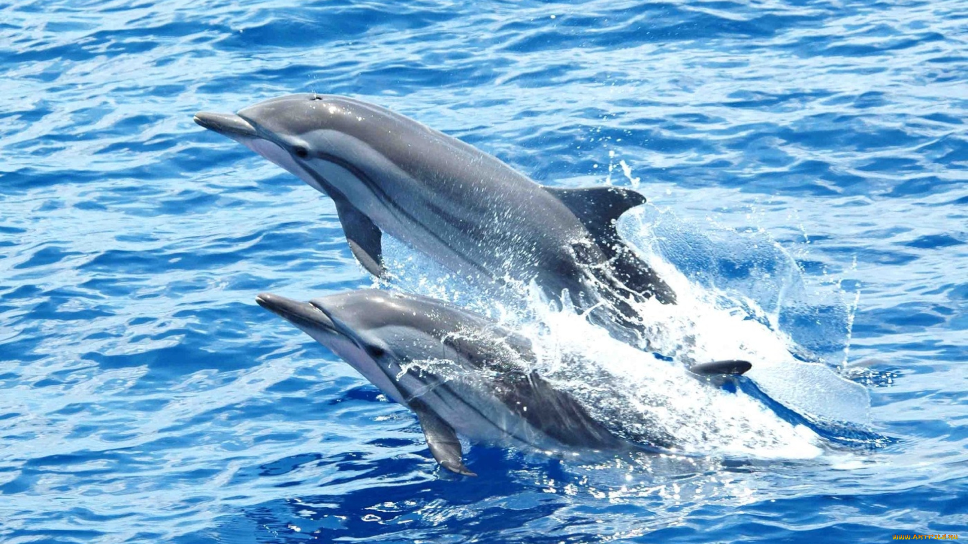 дельфины, животные, вода