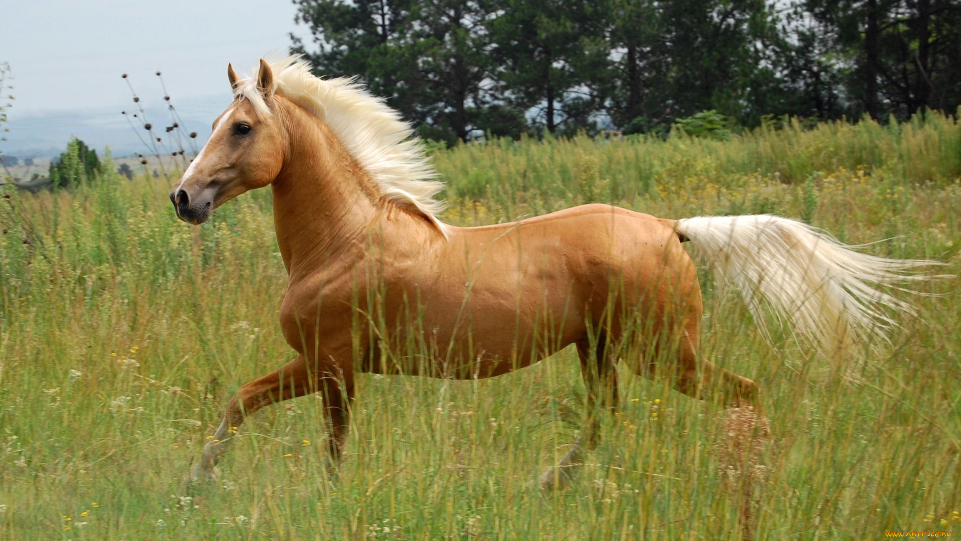 животные, лошади, лошадь, соловая, трава