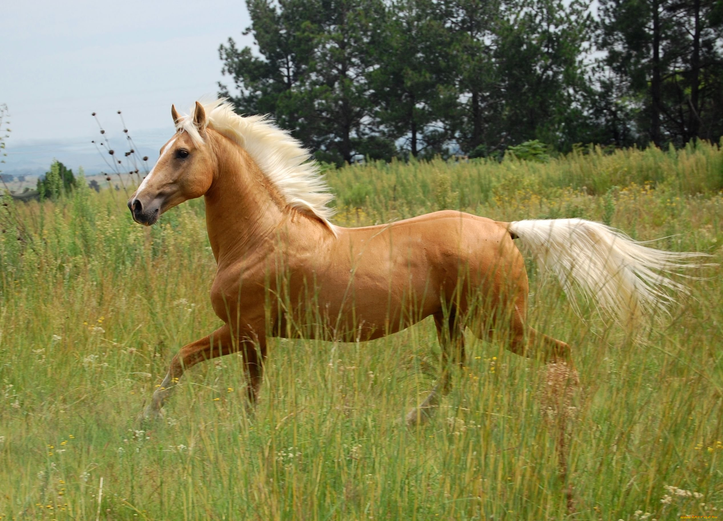 животные, лошади, лошадь, соловая, трава