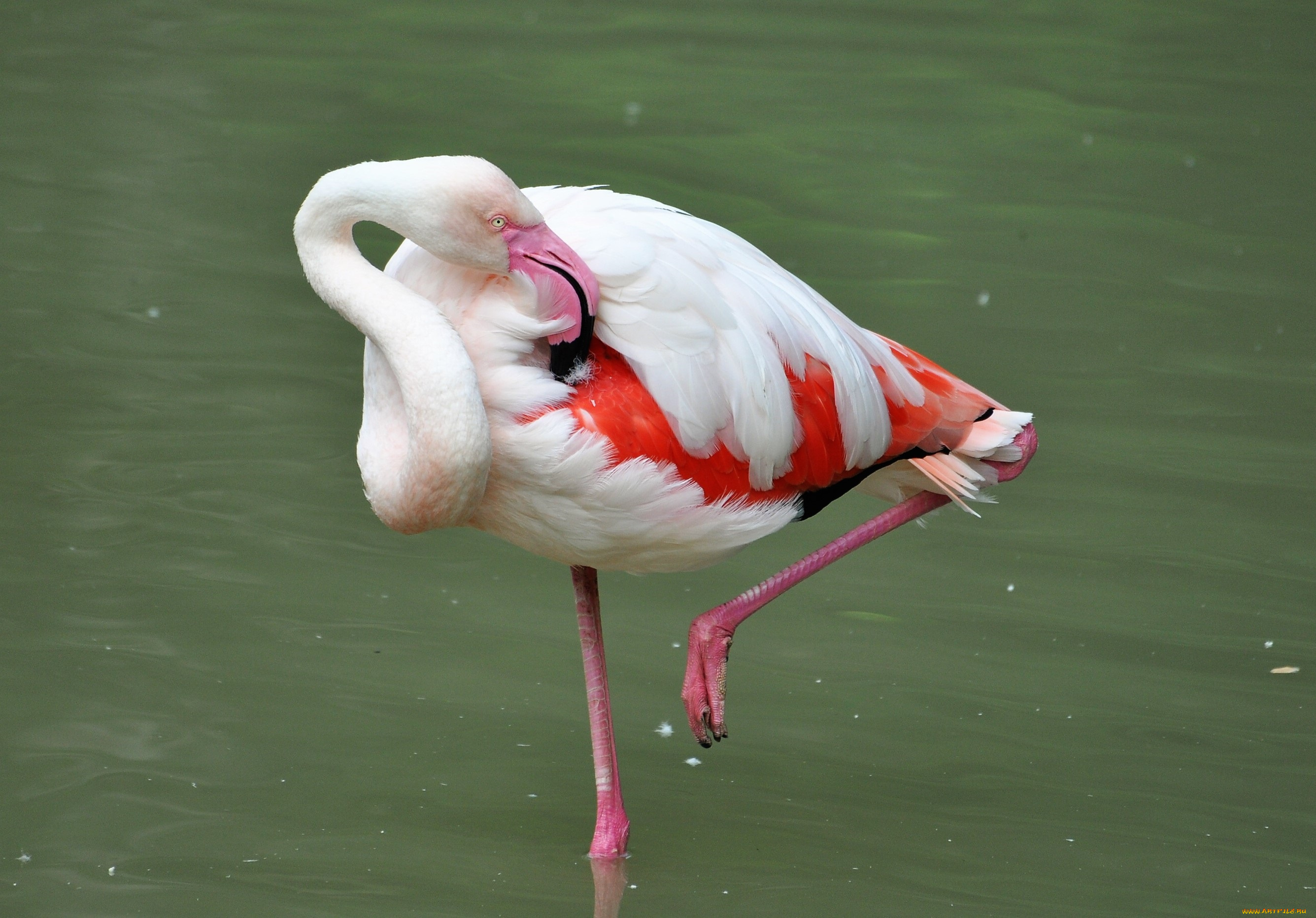животные, фламинго, озеро