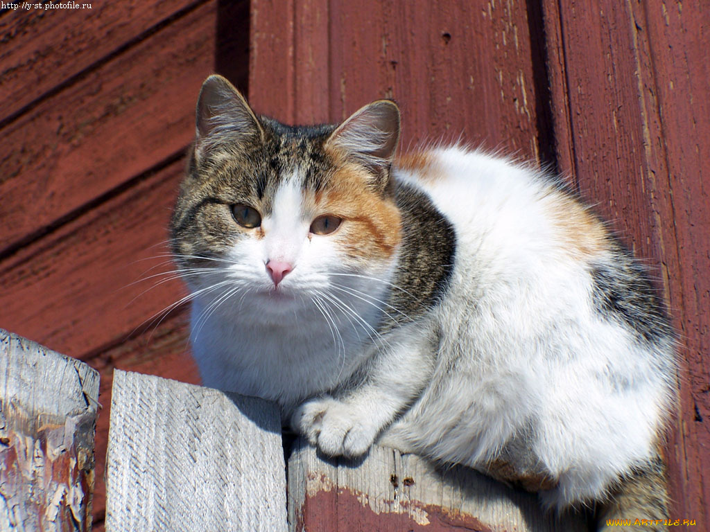 кошка, на, заборе, животные, коты