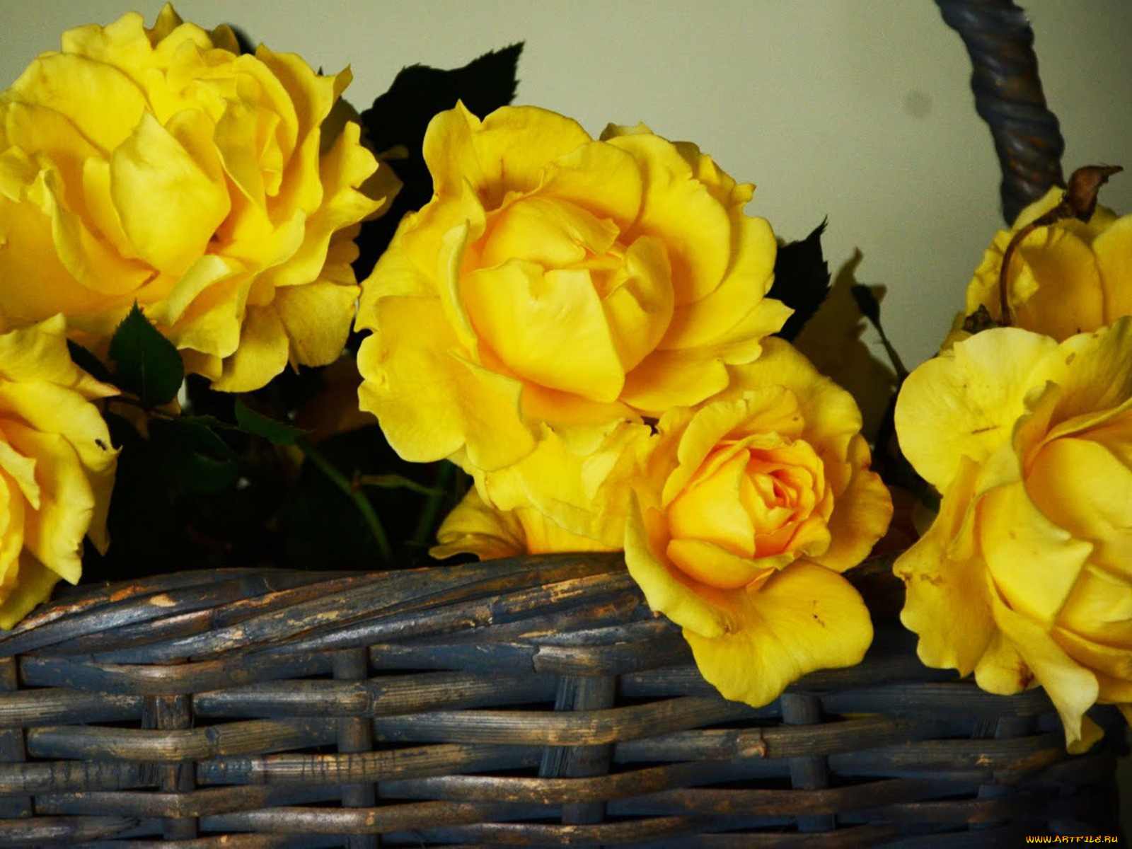 цветы, розы, желтые, корзина