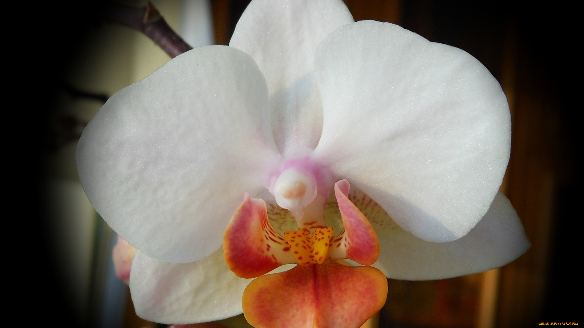цветы, орхидеи, макро, экзотика