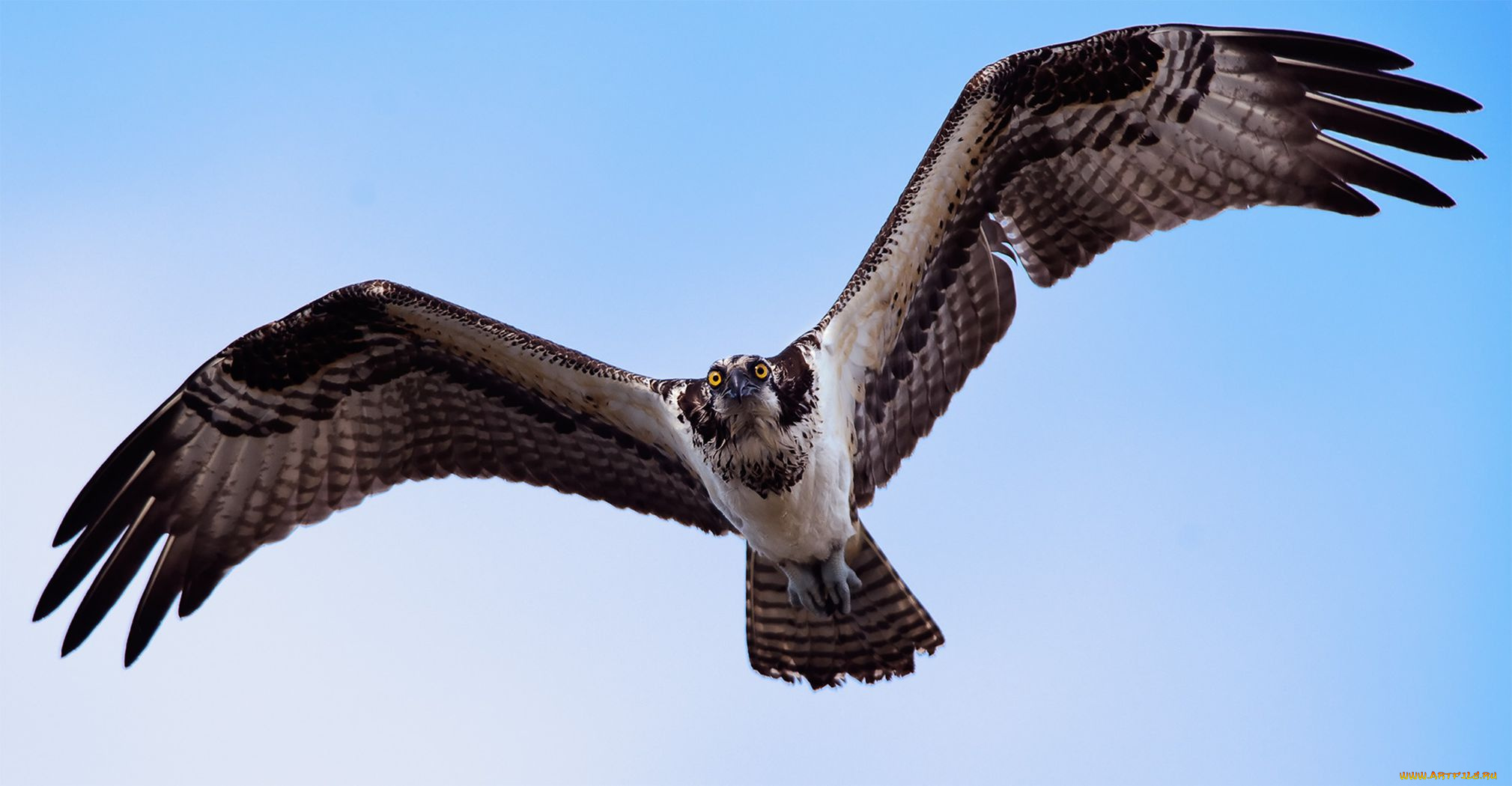 животные, птицы, хищники, скопа, osprey, полёт, крылья