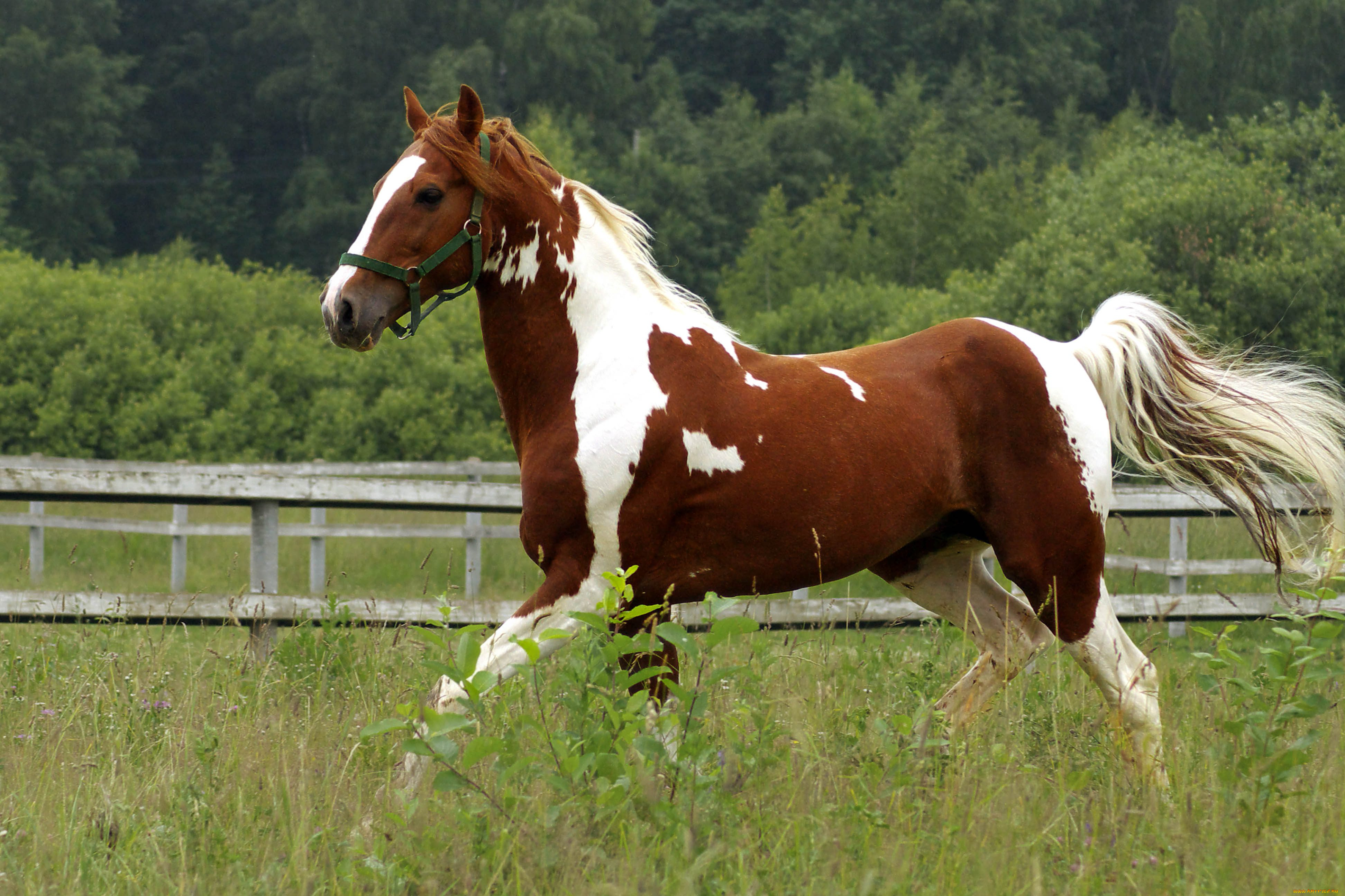 животные, лошади, конь, трава, бег