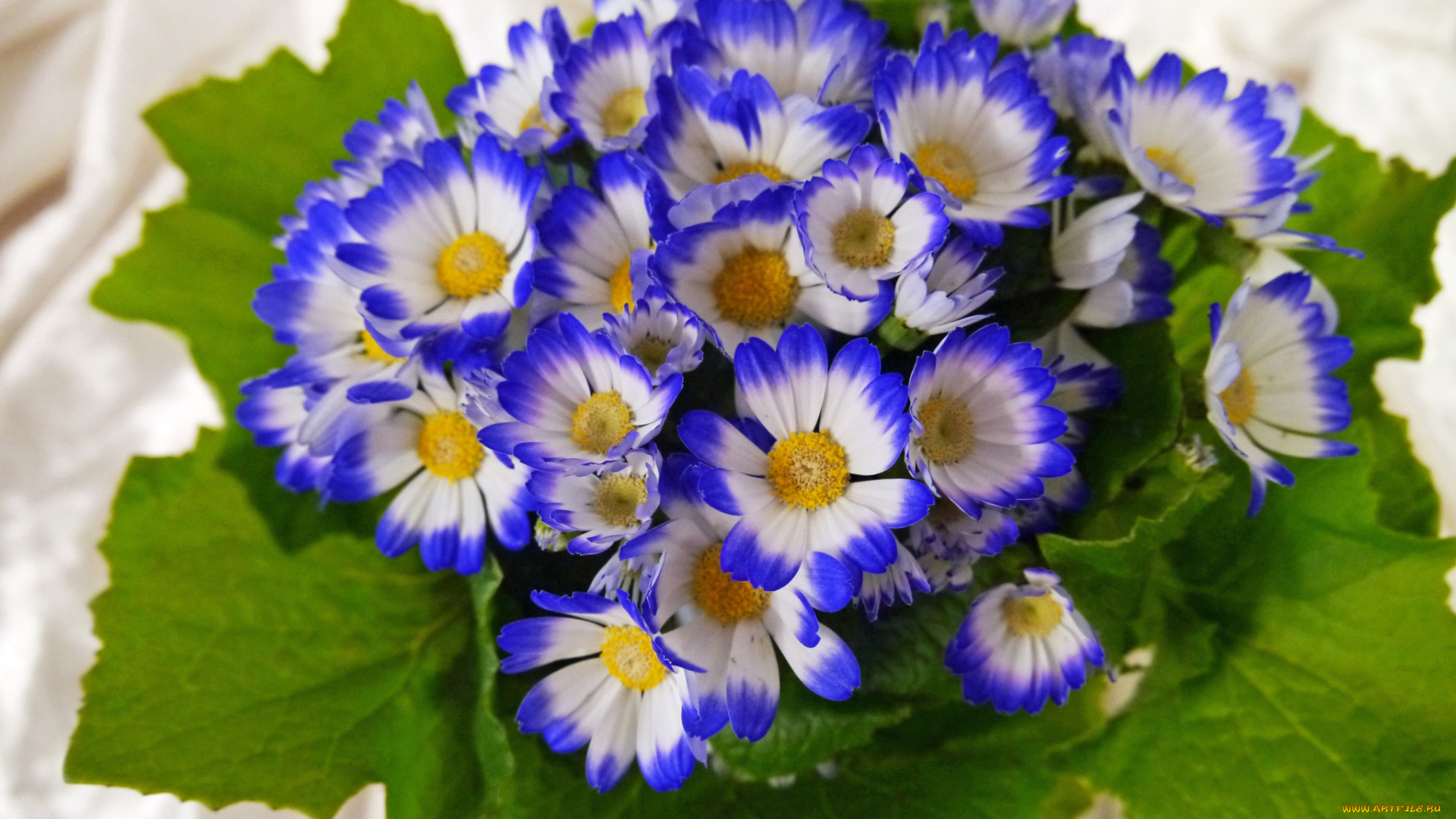 цветы, цинерария, вазон, синие