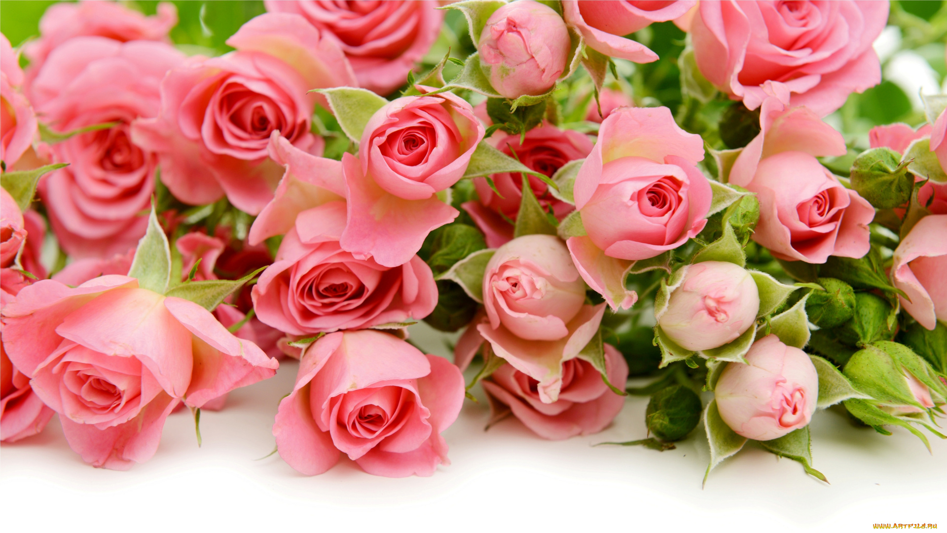 цветы, розы, flowers, roses, pink