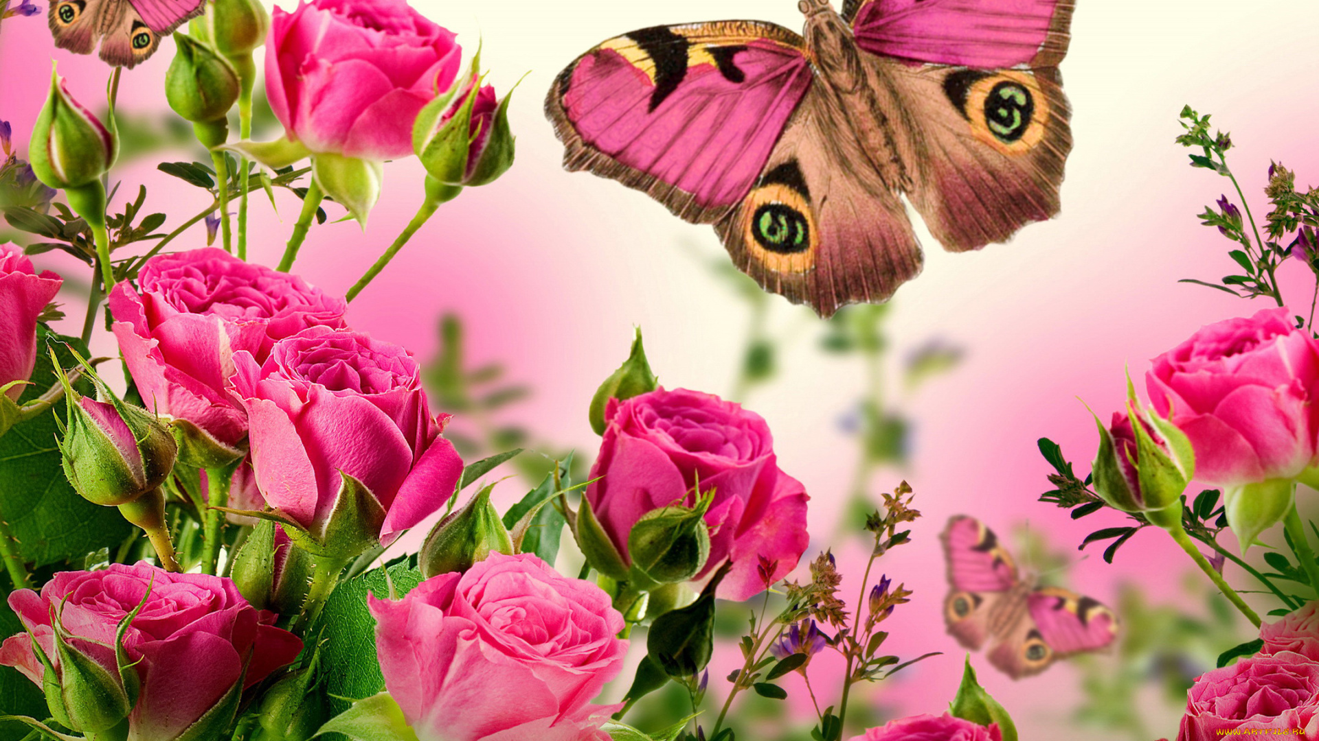 разное, компьютерный, дизайн, розы, розовые, бабочка