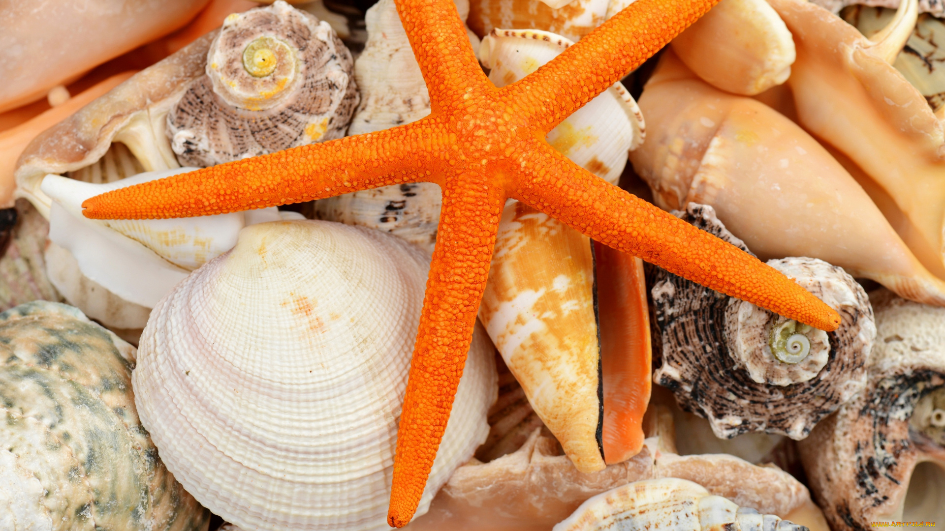 разное, ракушки, , кораллы, , декоративные, и, spa-камни, морская, звезда, marine, starfish, shells, seashells