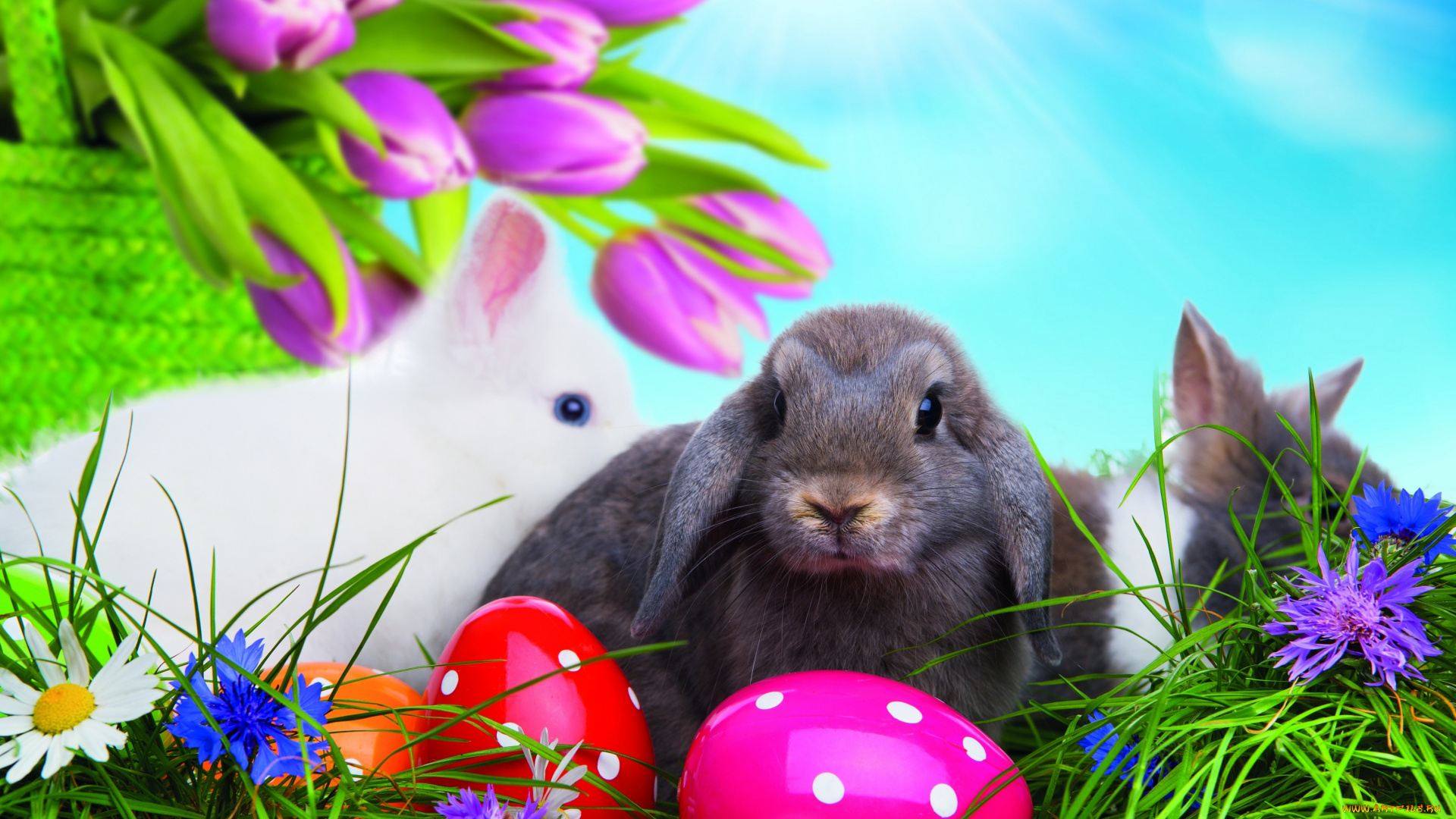 животные, кролики, , зайцы, пасха, яйца, пасхальные, easter, happy