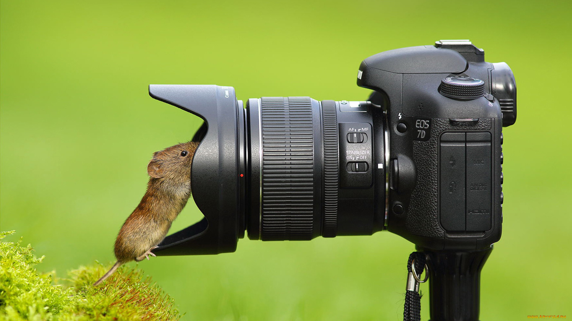 животные, крысы, , мыши, объектив, любопытство, фотоаппарат, мышка