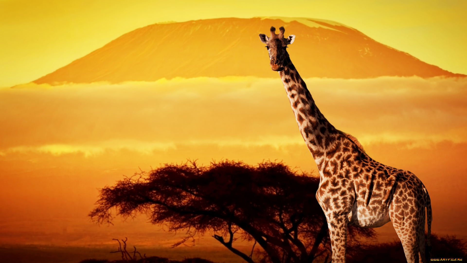 животные, жирафы, африка, сухая, трава, жираф
