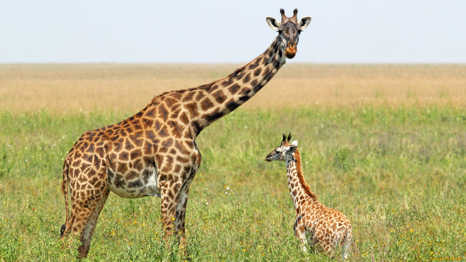 животные, жирафы, поле, мама, жираф, ребенок