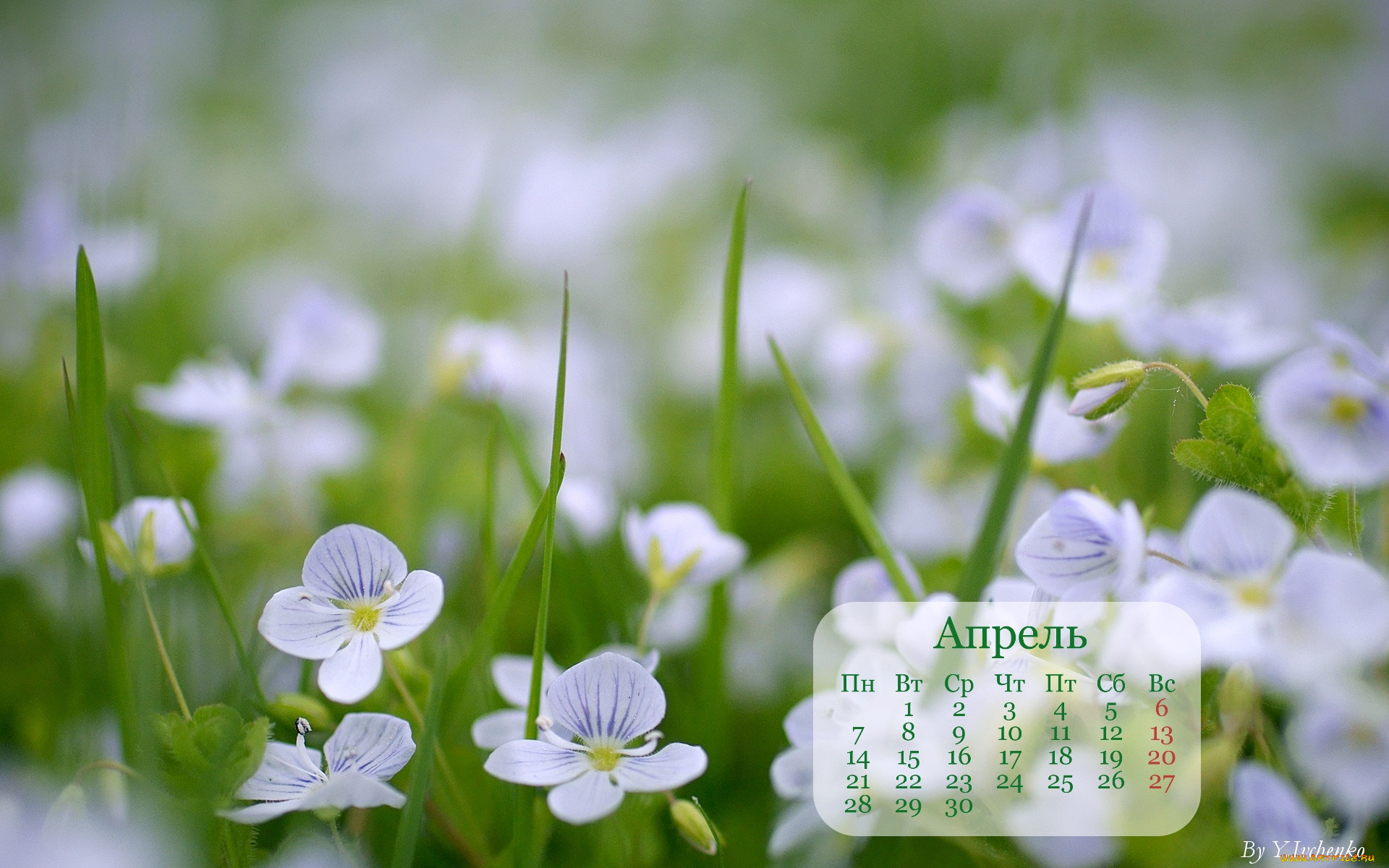 календари, цветы, вероники